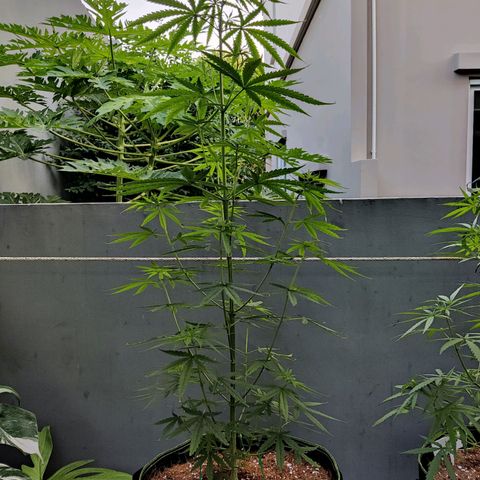 TIGER TAIL TH Landrace#1 growlog timeline photo