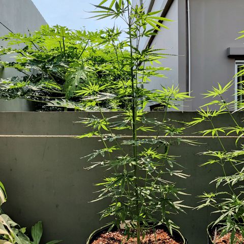 TIGER TAIL TH Landrace#1 growlog timeline photo