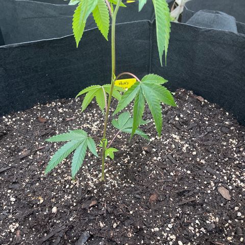 5 - Hell’s Fire (6 Foot 7 Foot by Lil Wayne) growlog photo