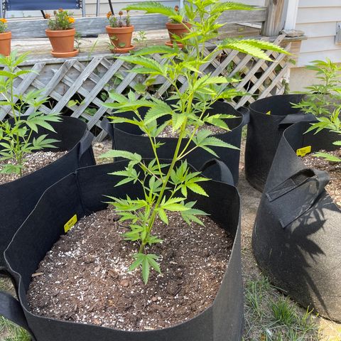 5 - Hell’s Fire (6 Foot 7 Foot by Lil Wayne) growlog photo