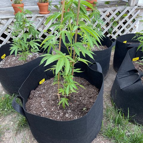 5 - Hell’s Fire (6 Foot 7 Foot by Lil Wayne) growlog photo