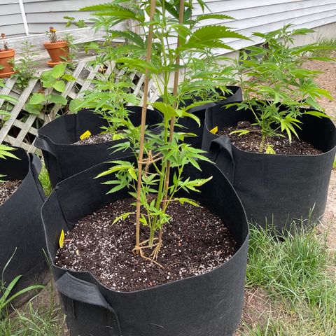 5 - Hell’s Fire (6 Foot 7 Foot by Lil Wayne) growlog photo