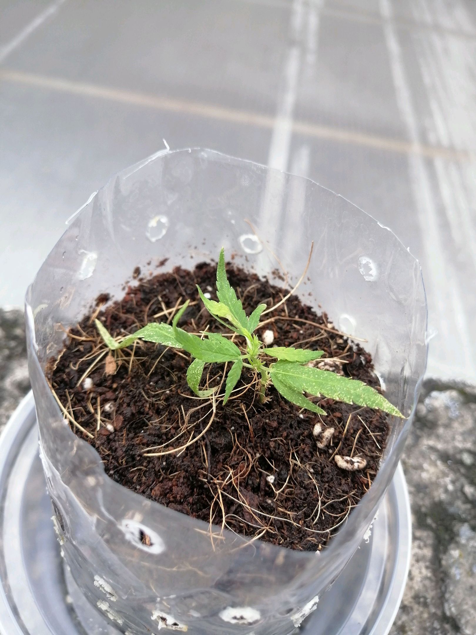Mango Biche growlog photo 1