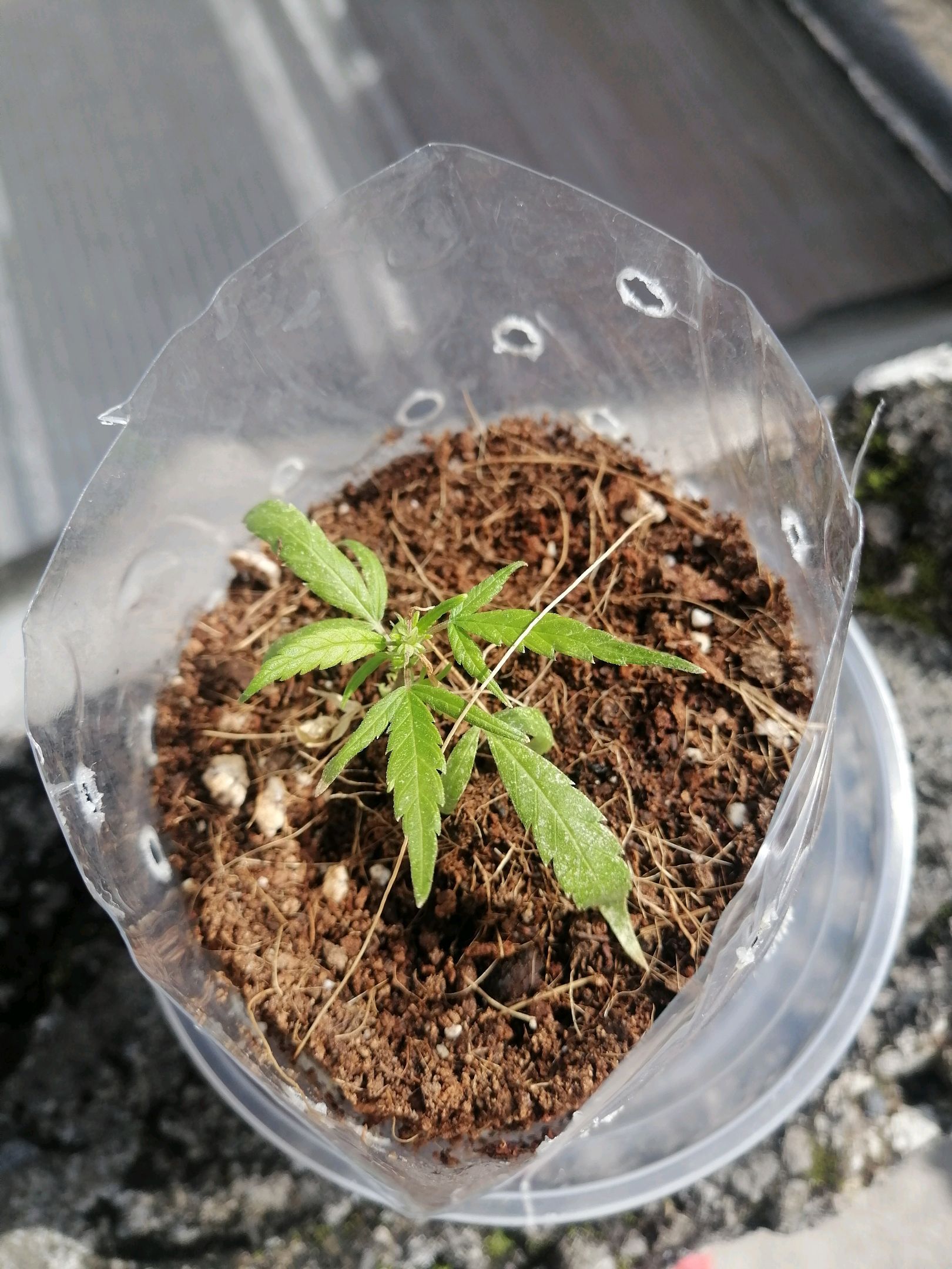 Mango Biche growlog photo 2