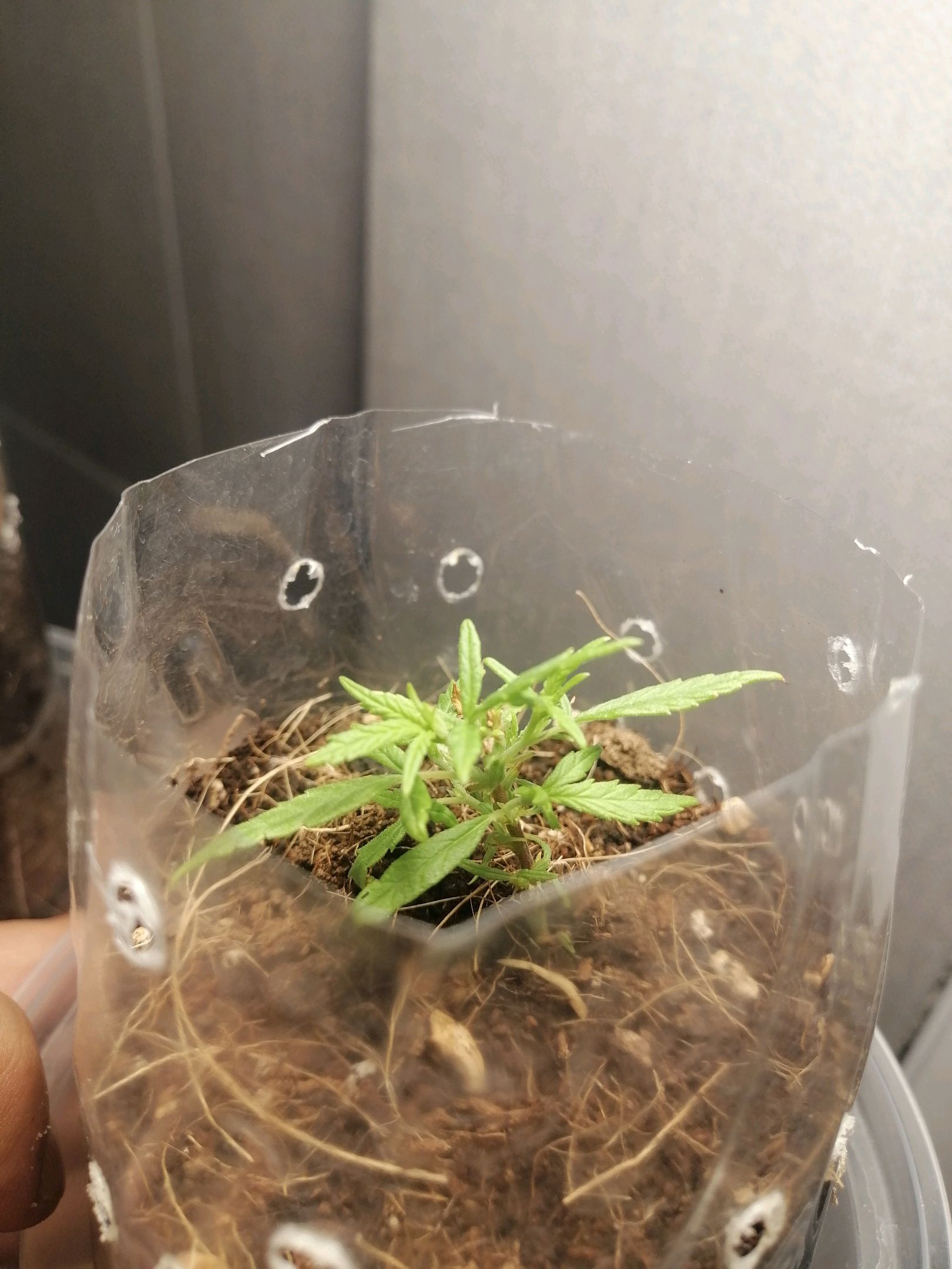 Mango Biche growlog photo 5