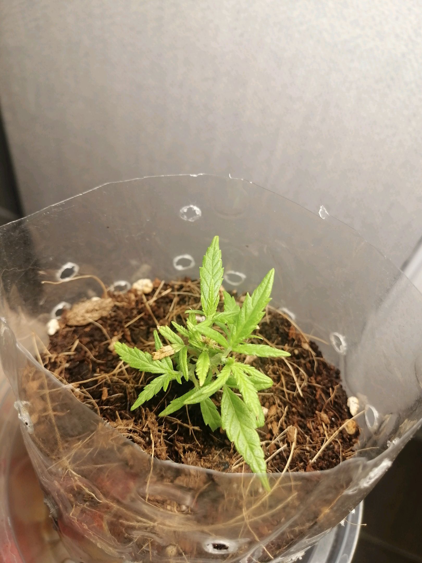 Mango Biche growlog photo 3