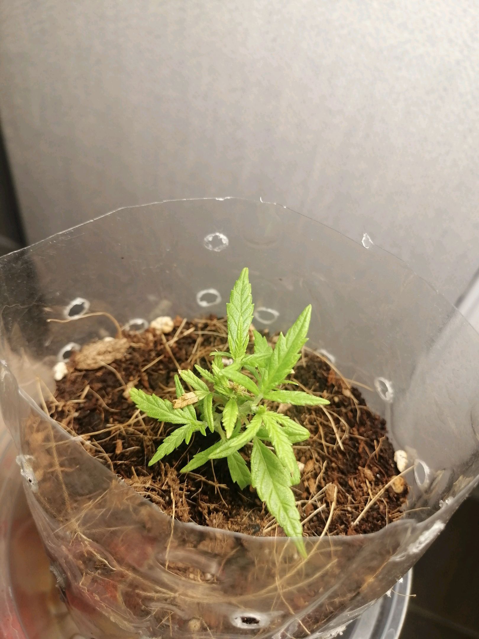 Mango Biche growlog photo 4