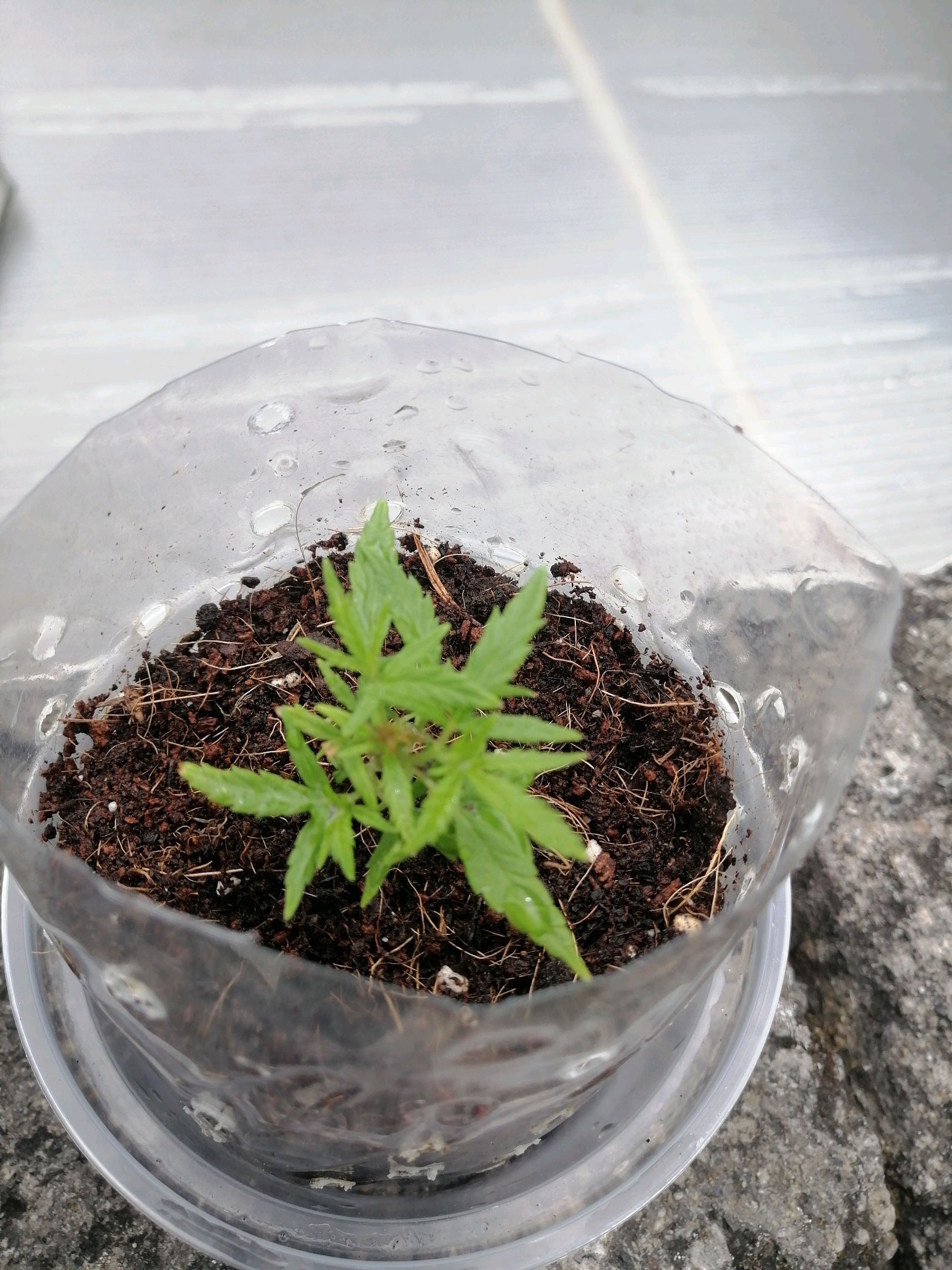 Mango Biche growlog photo 6