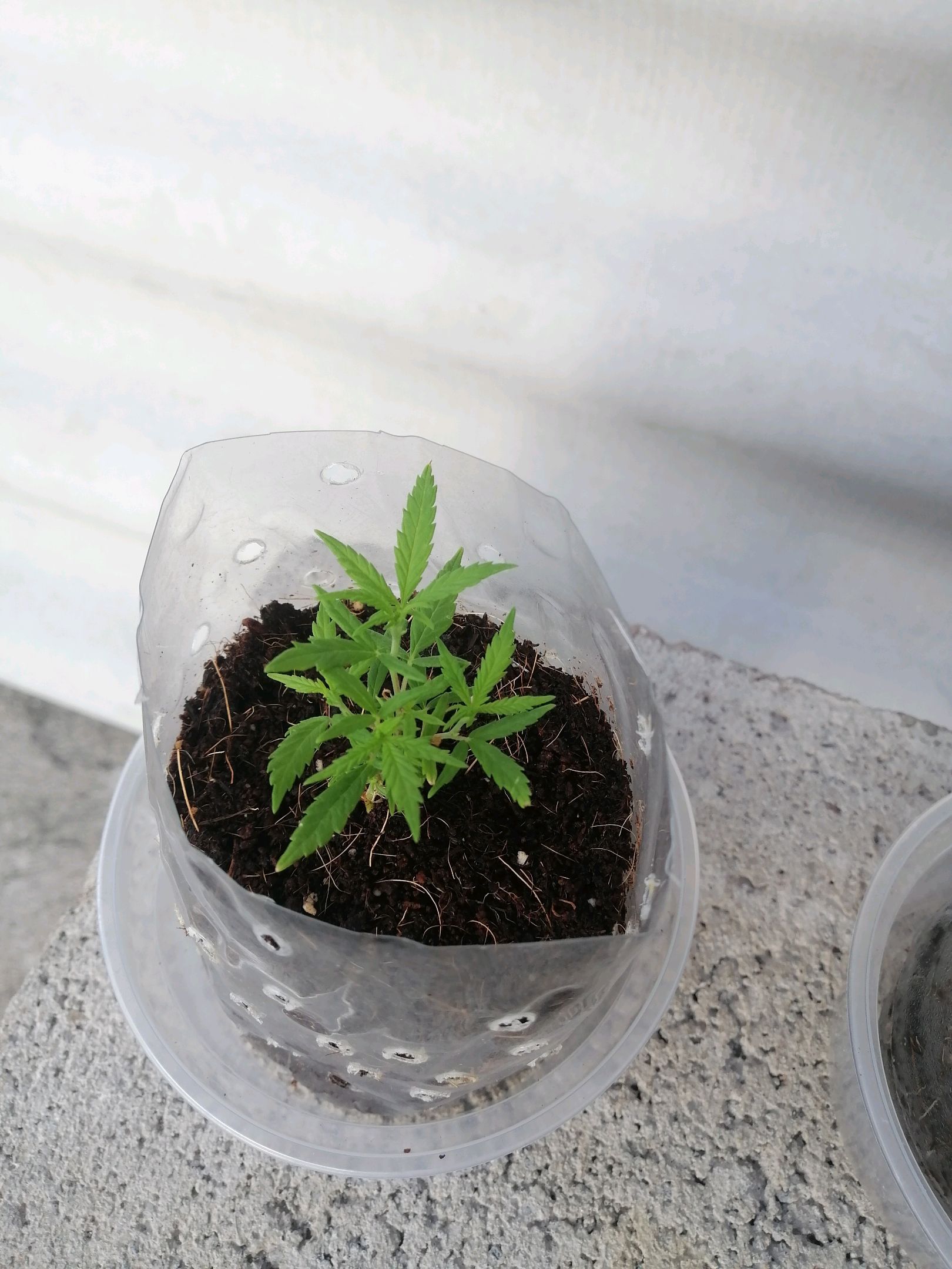 Mango Biche growlog photo 7