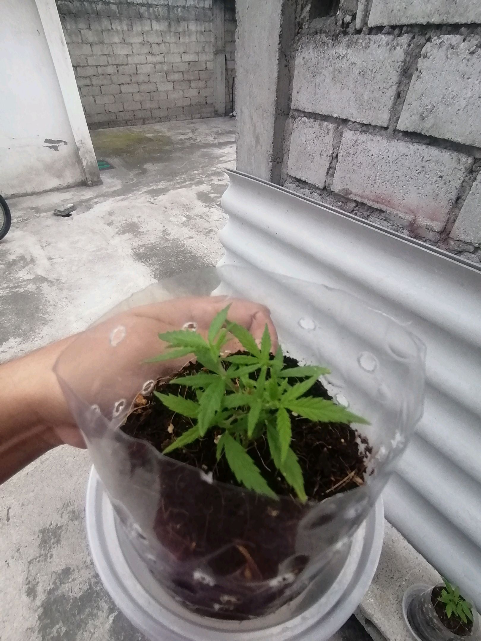Mango Biche growlog photo 8