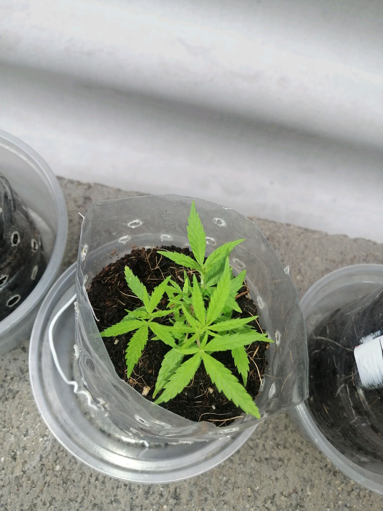 Mango Biche growlog photo 9