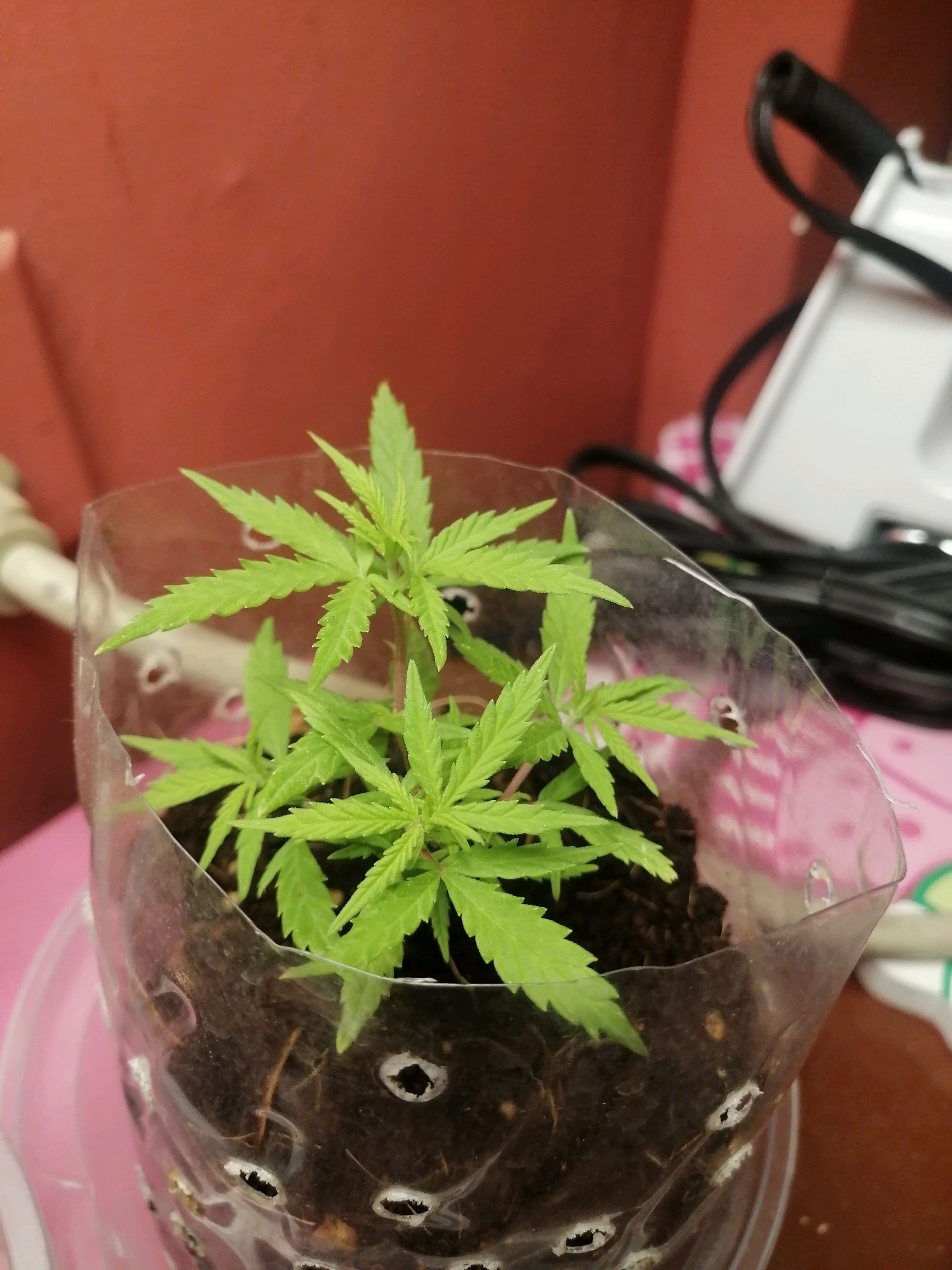 Mango Biche growlog photo 11