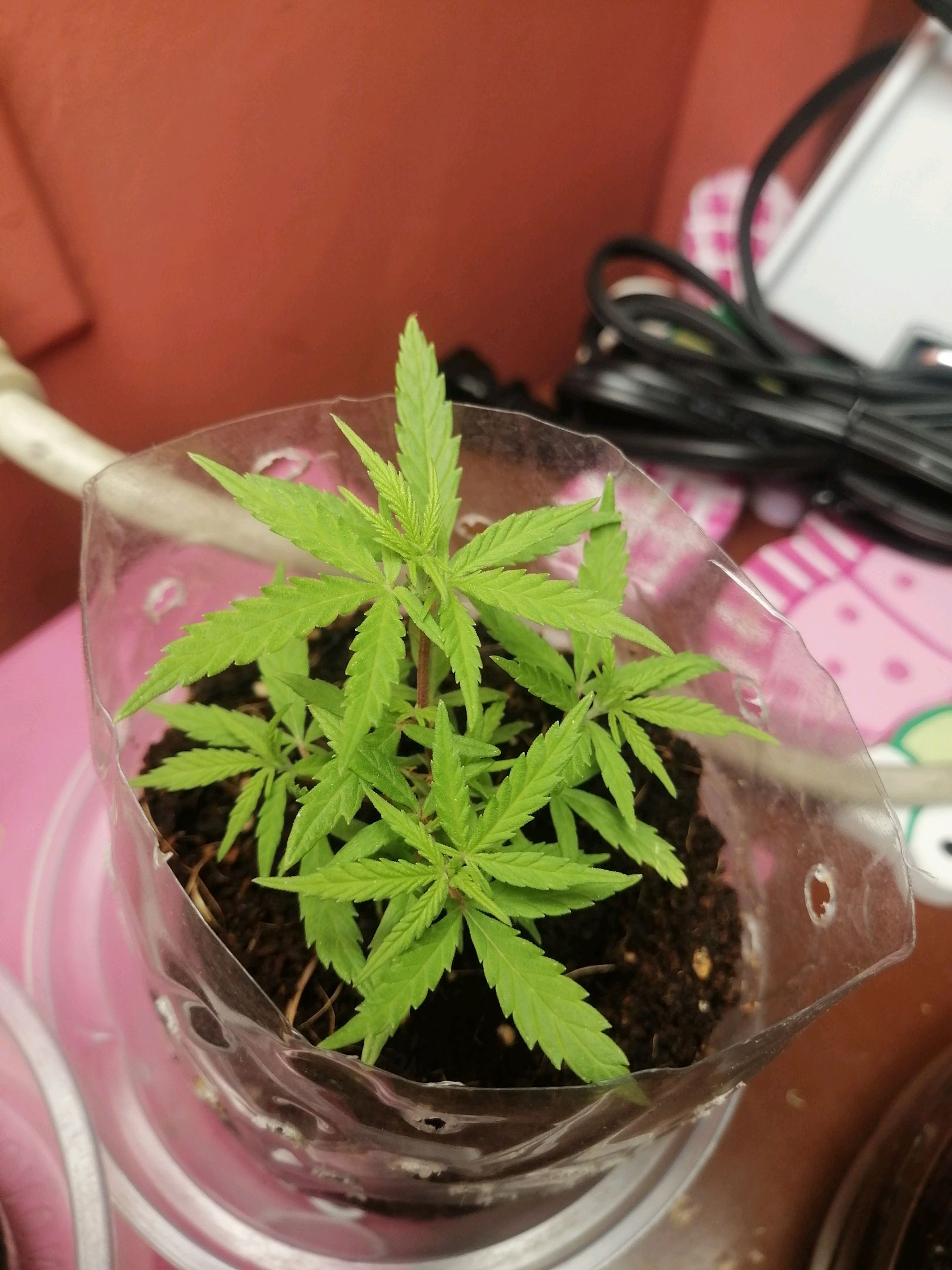 Mango Biche growlog photo 10