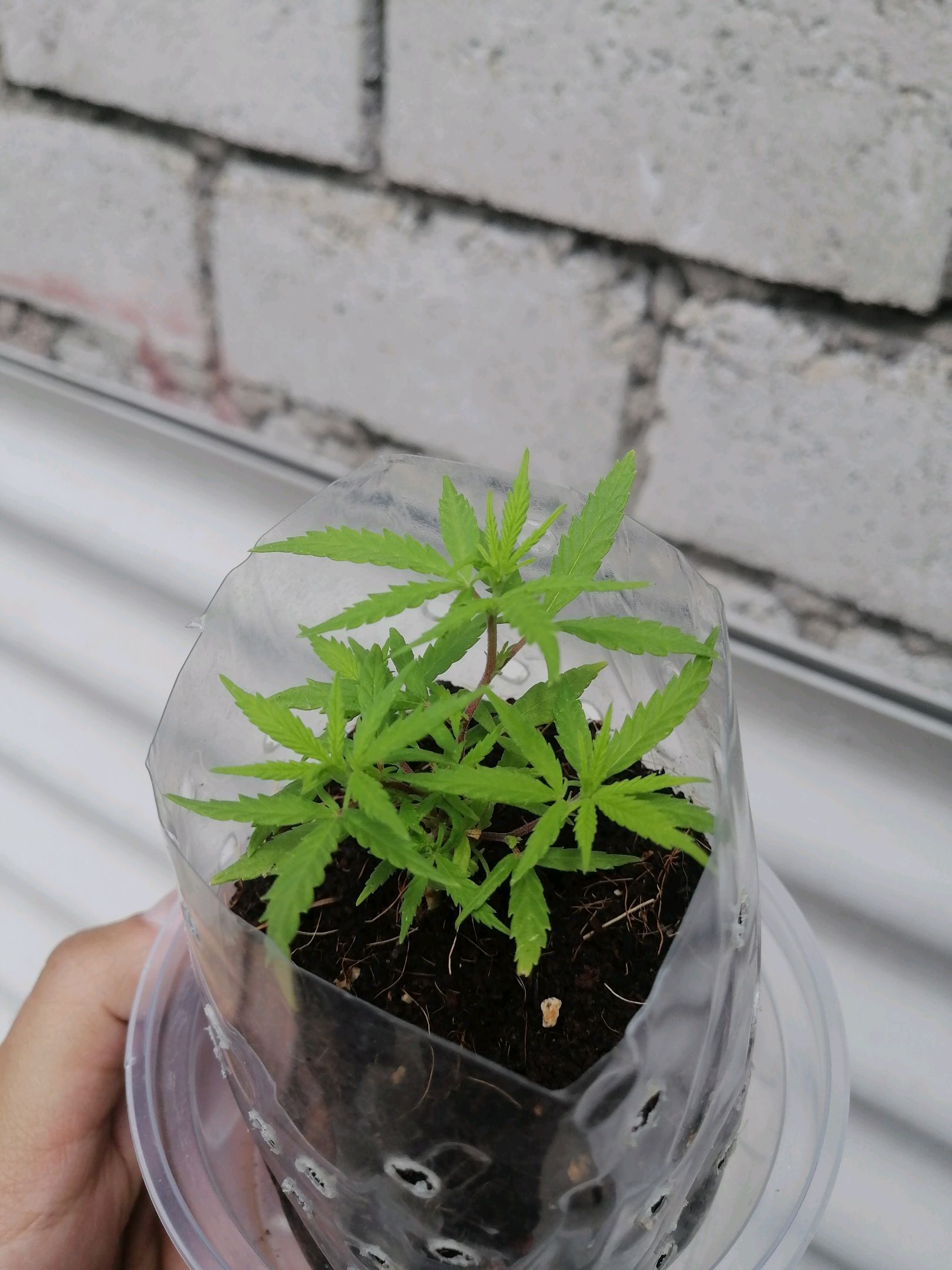 Mango Biche growlog photo 12