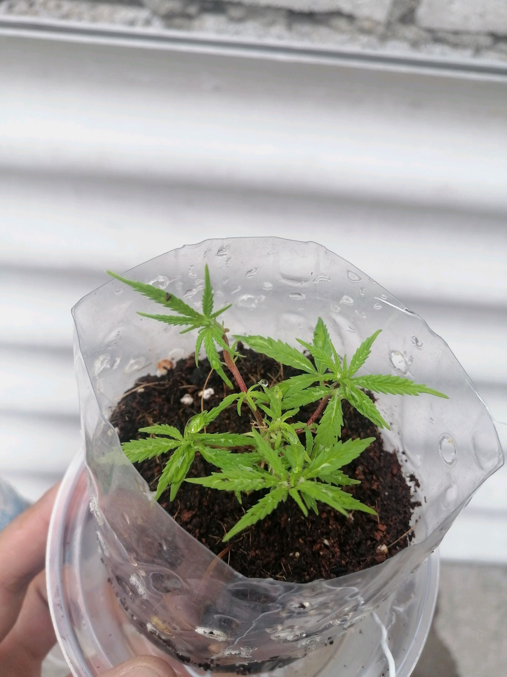 Mango Biche growlog photo 14