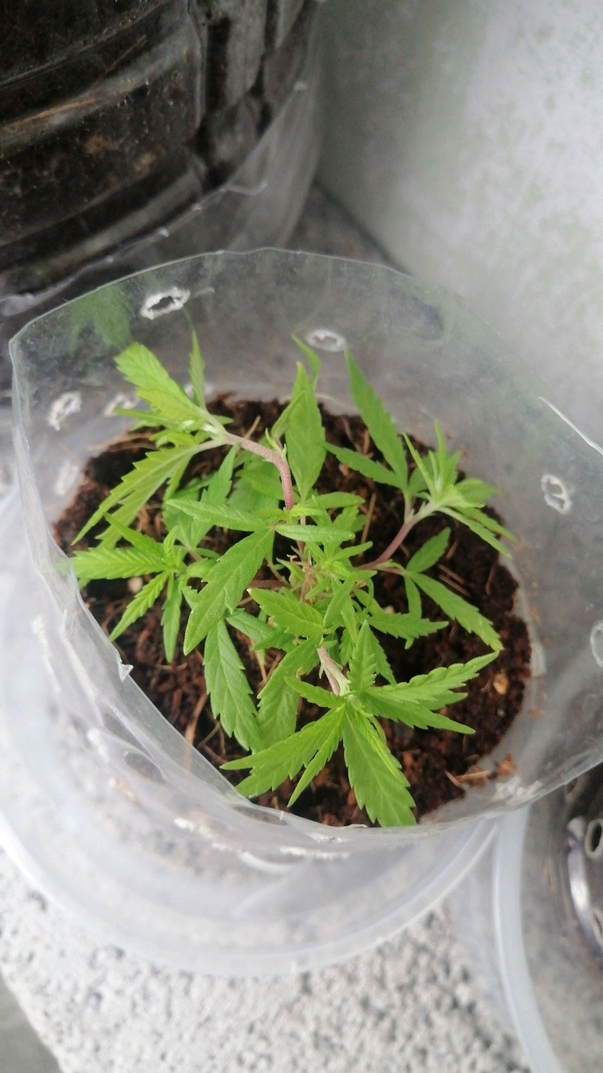 Mango Biche growlog photo 13