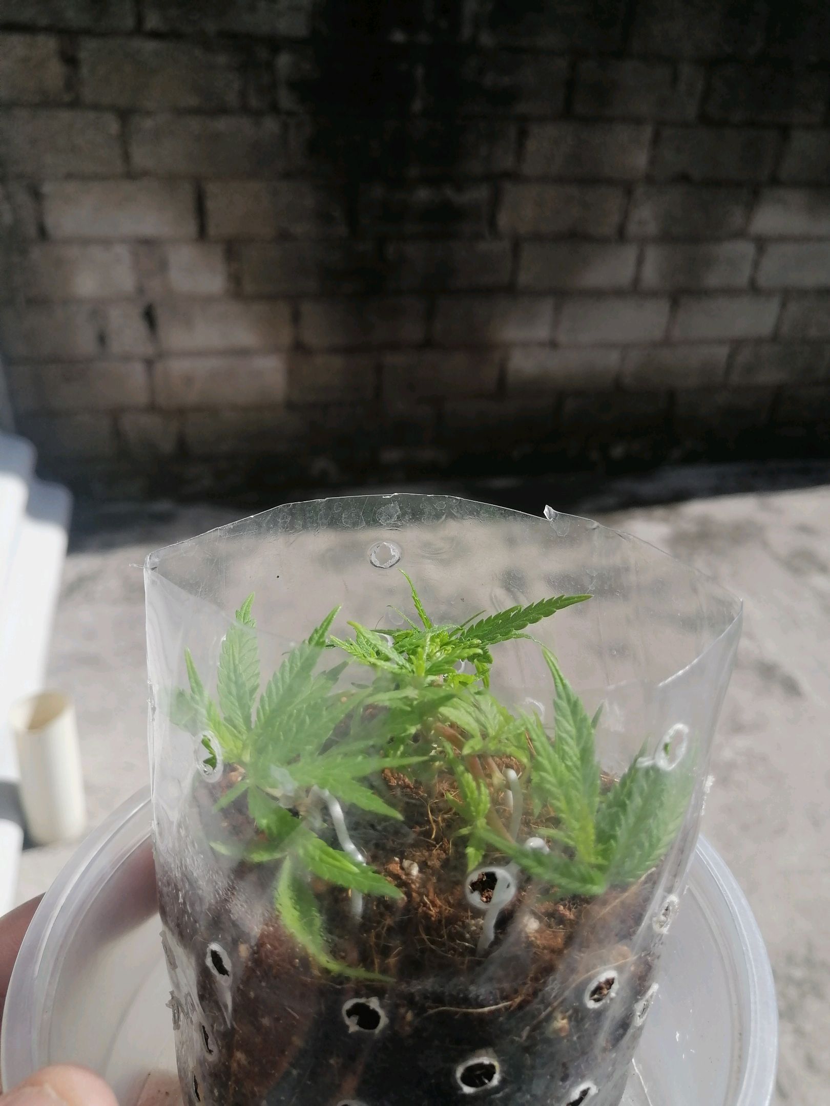 Mango Biche growlog photo 16