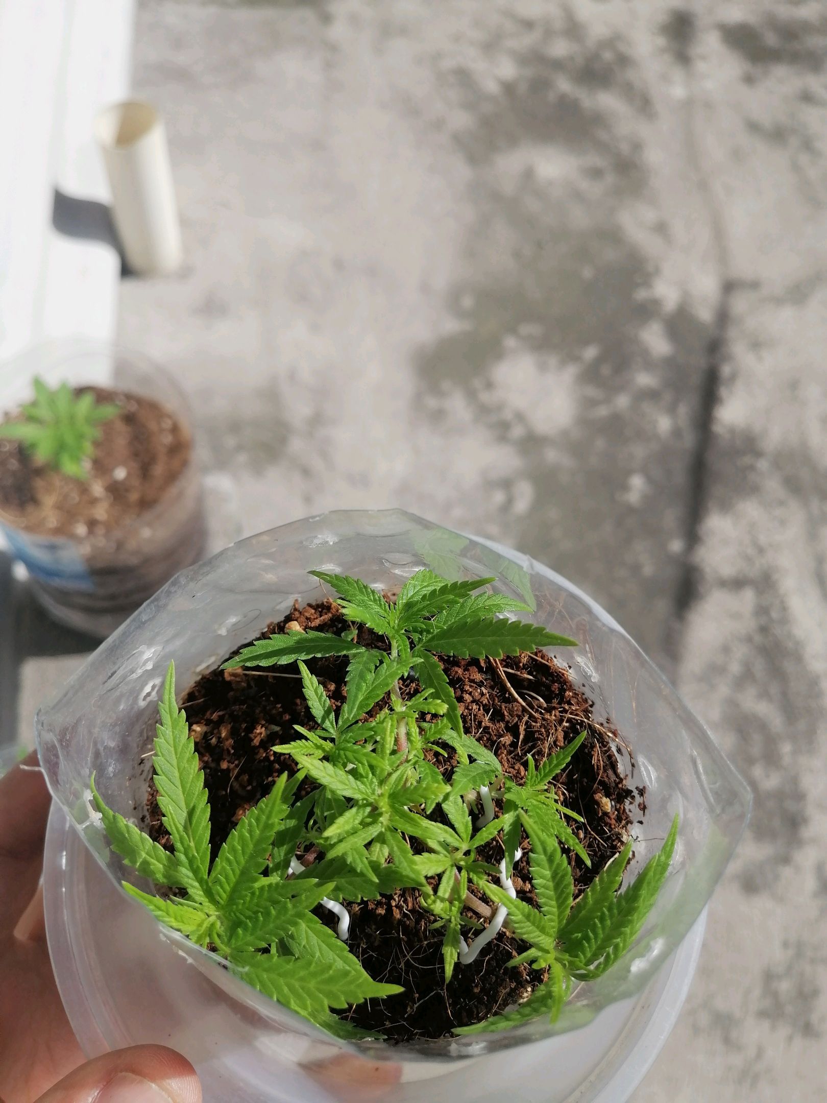 Mango Biche growlog photo 15