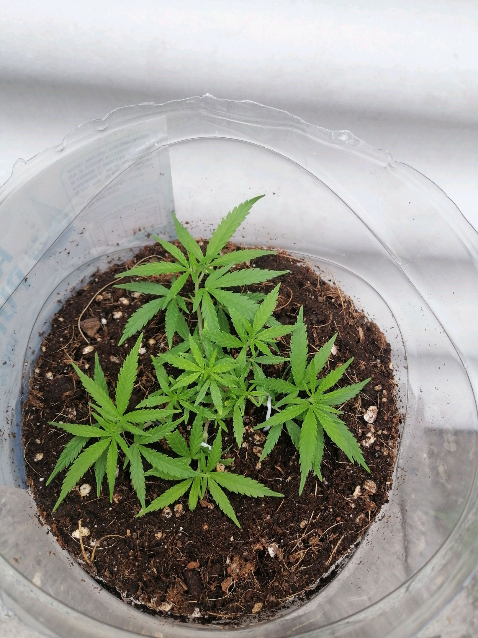 Mango Biche growlog photo 17