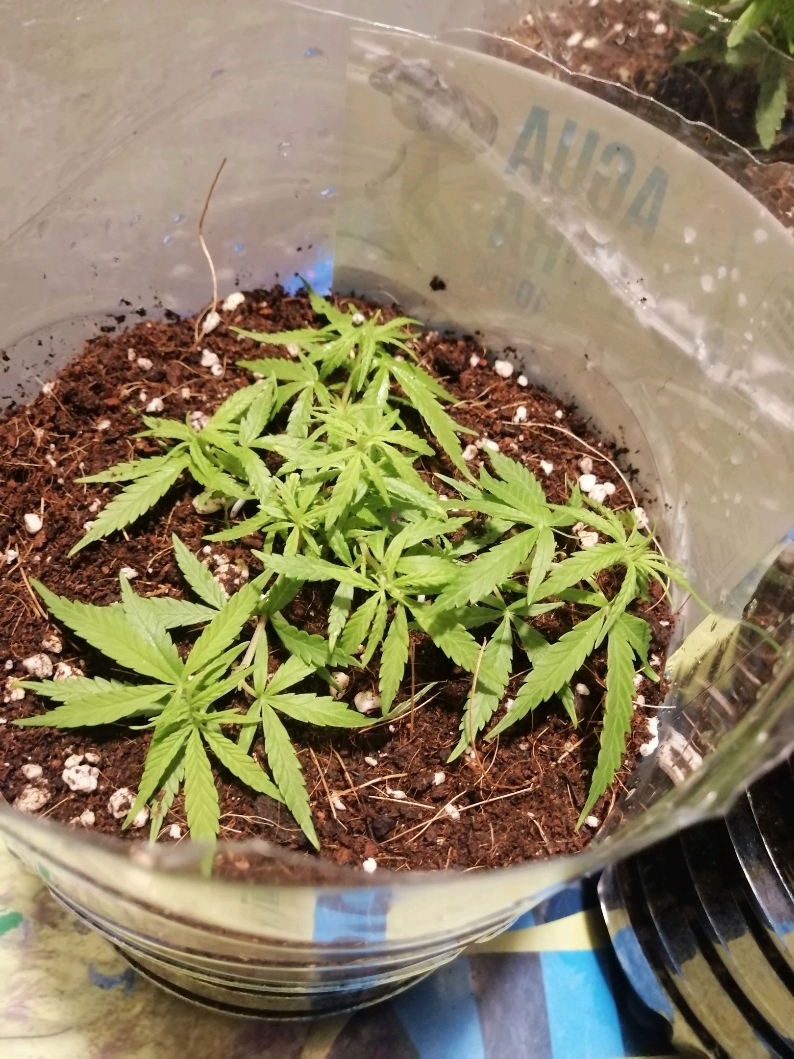 Mango Biche growlog photo 18