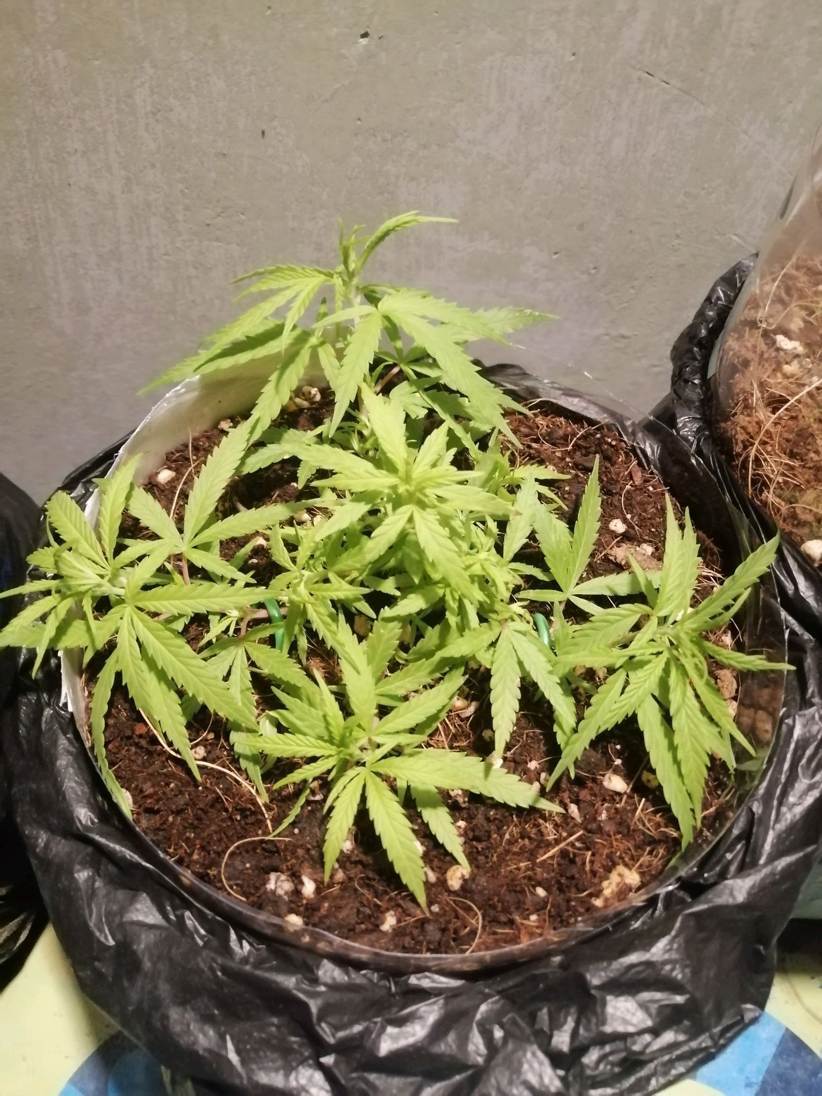 Mango Biche growlog photo 19