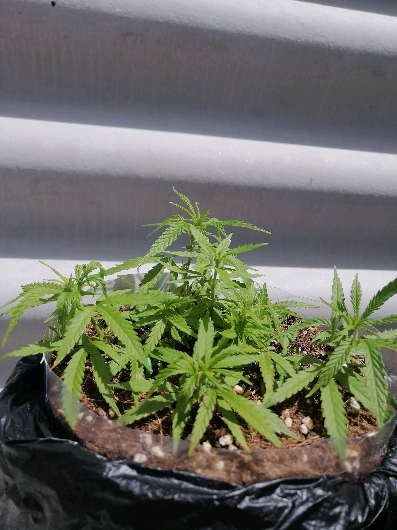 Mango Biche growlog photo 20