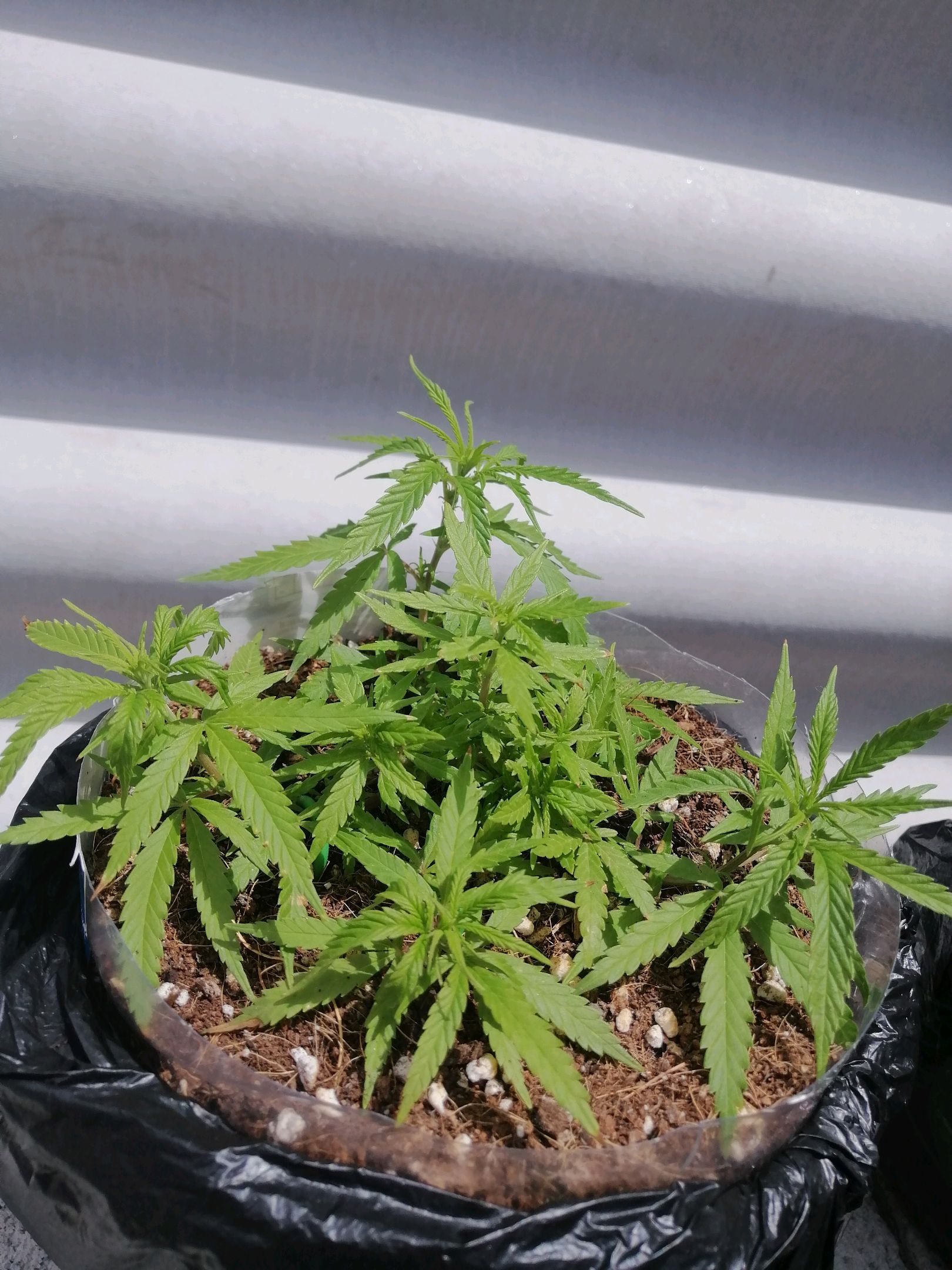 Mango Biche growlog photo 21