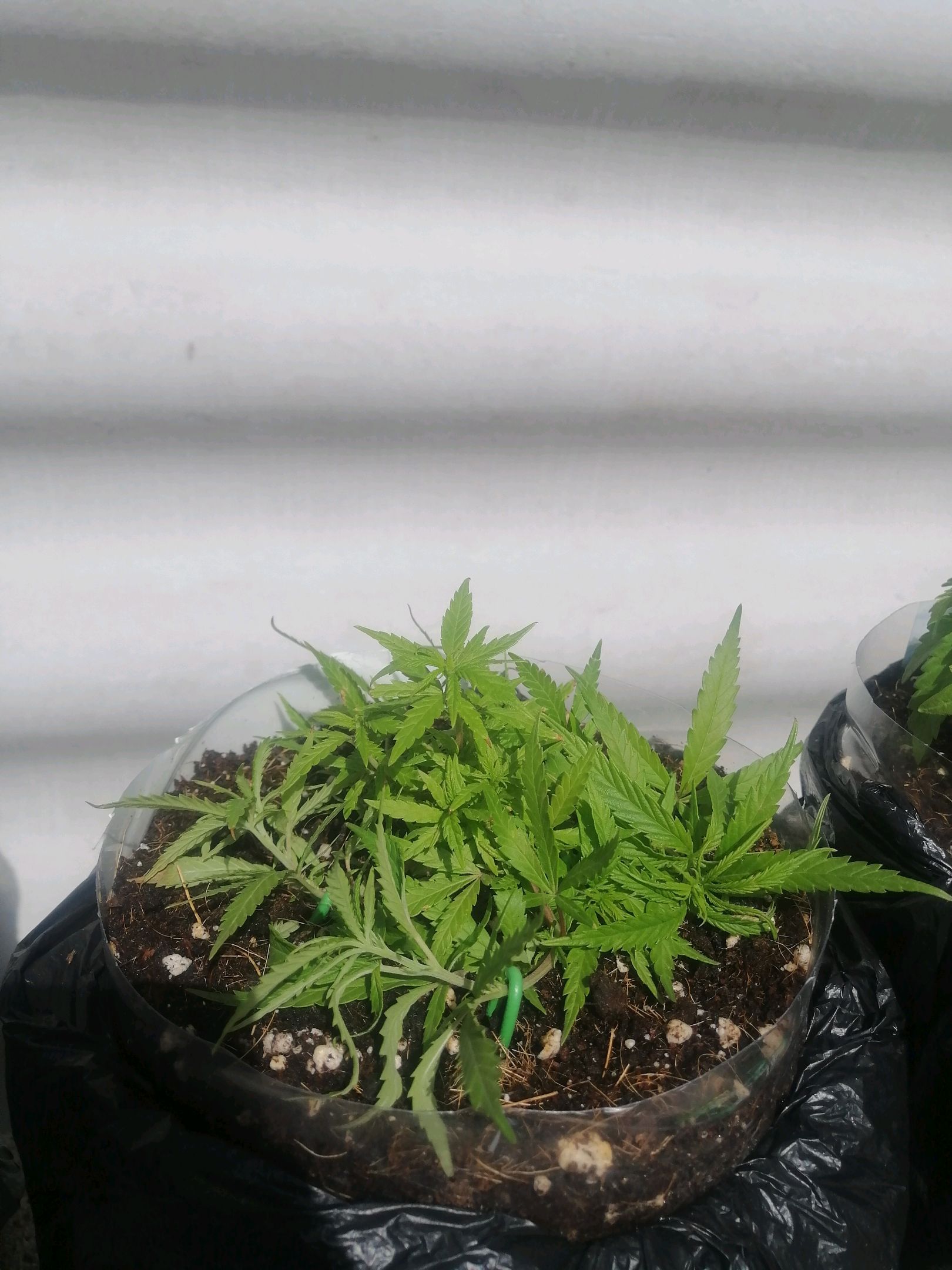 Mango Biche growlog photo 23