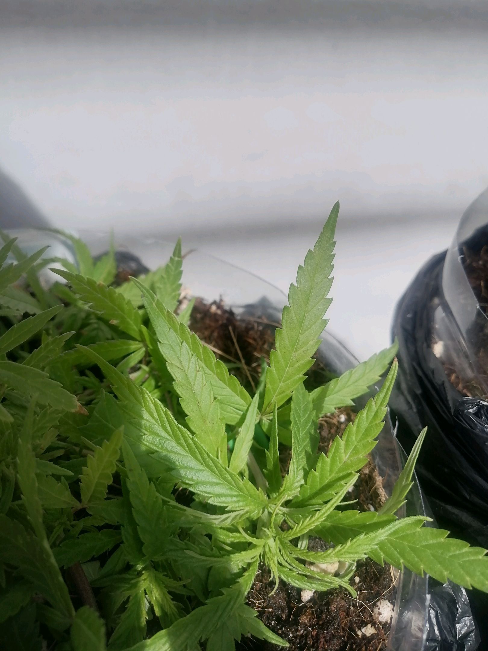 Mango Biche growlog photo 22