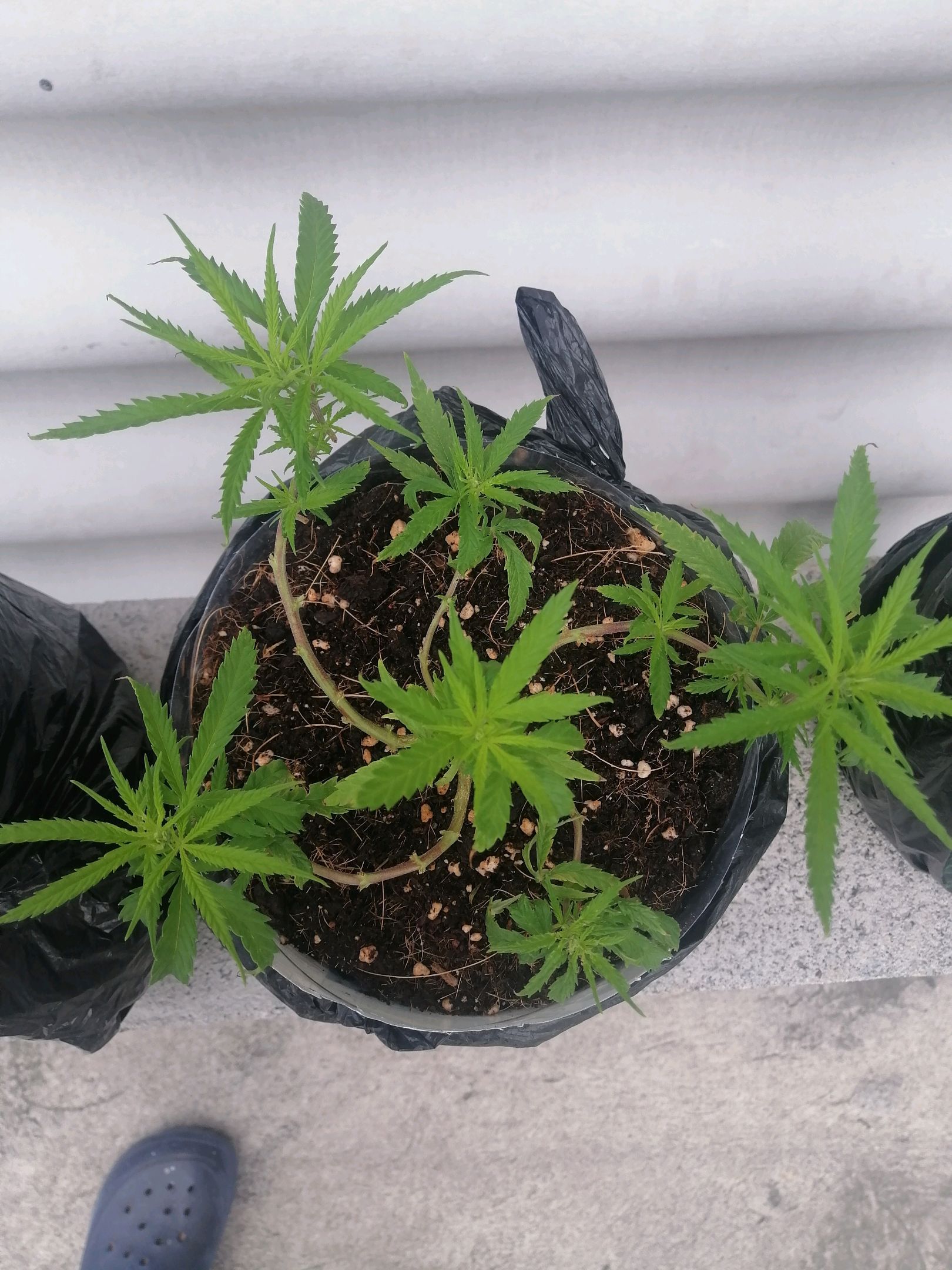 Mango Biche growlog photo 25