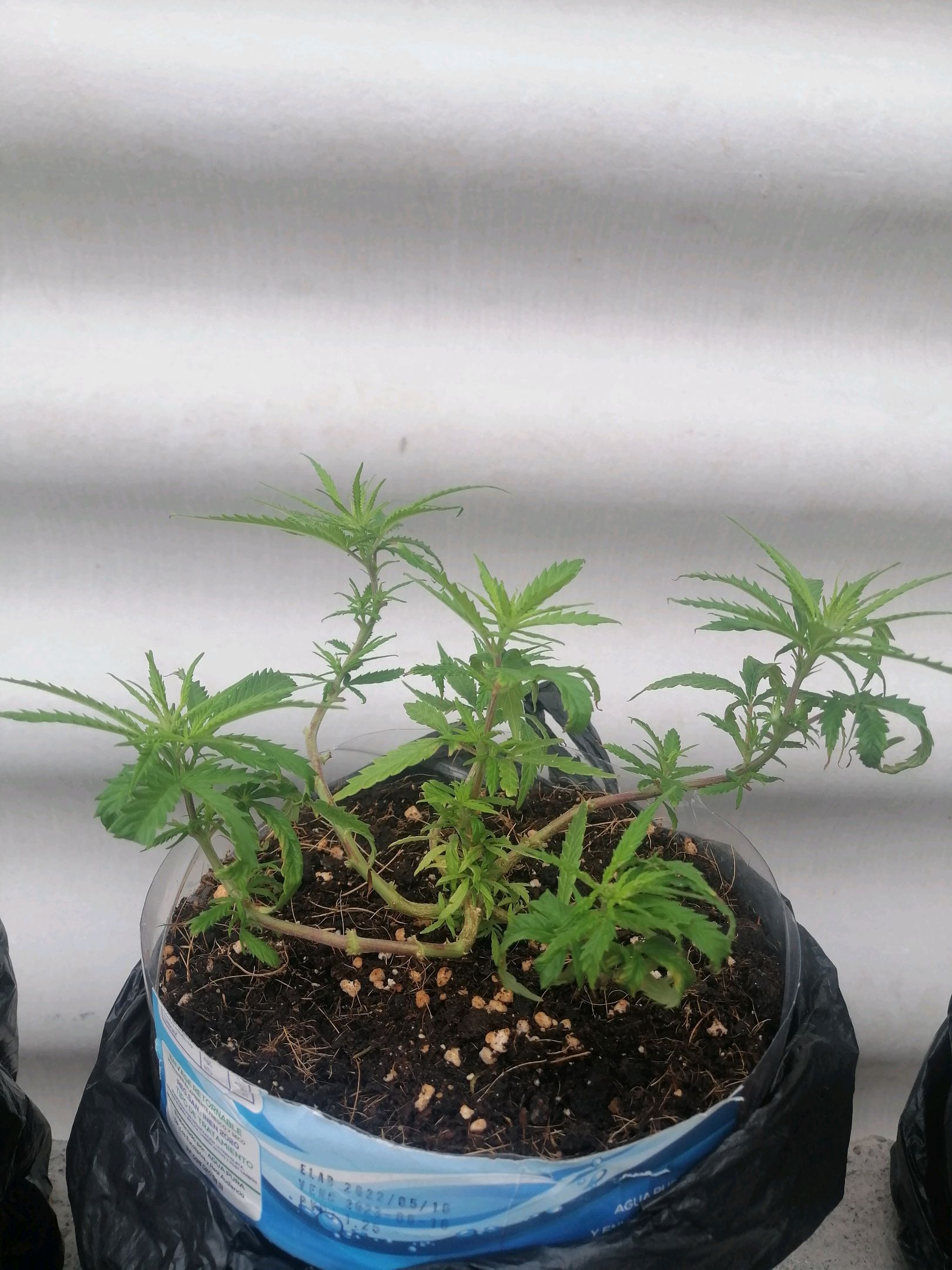 Mango Biche growlog photo 24