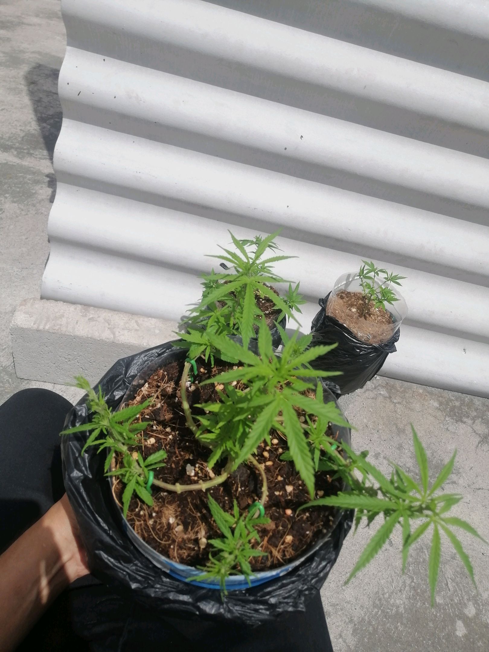 Mango Biche growlog photo 27