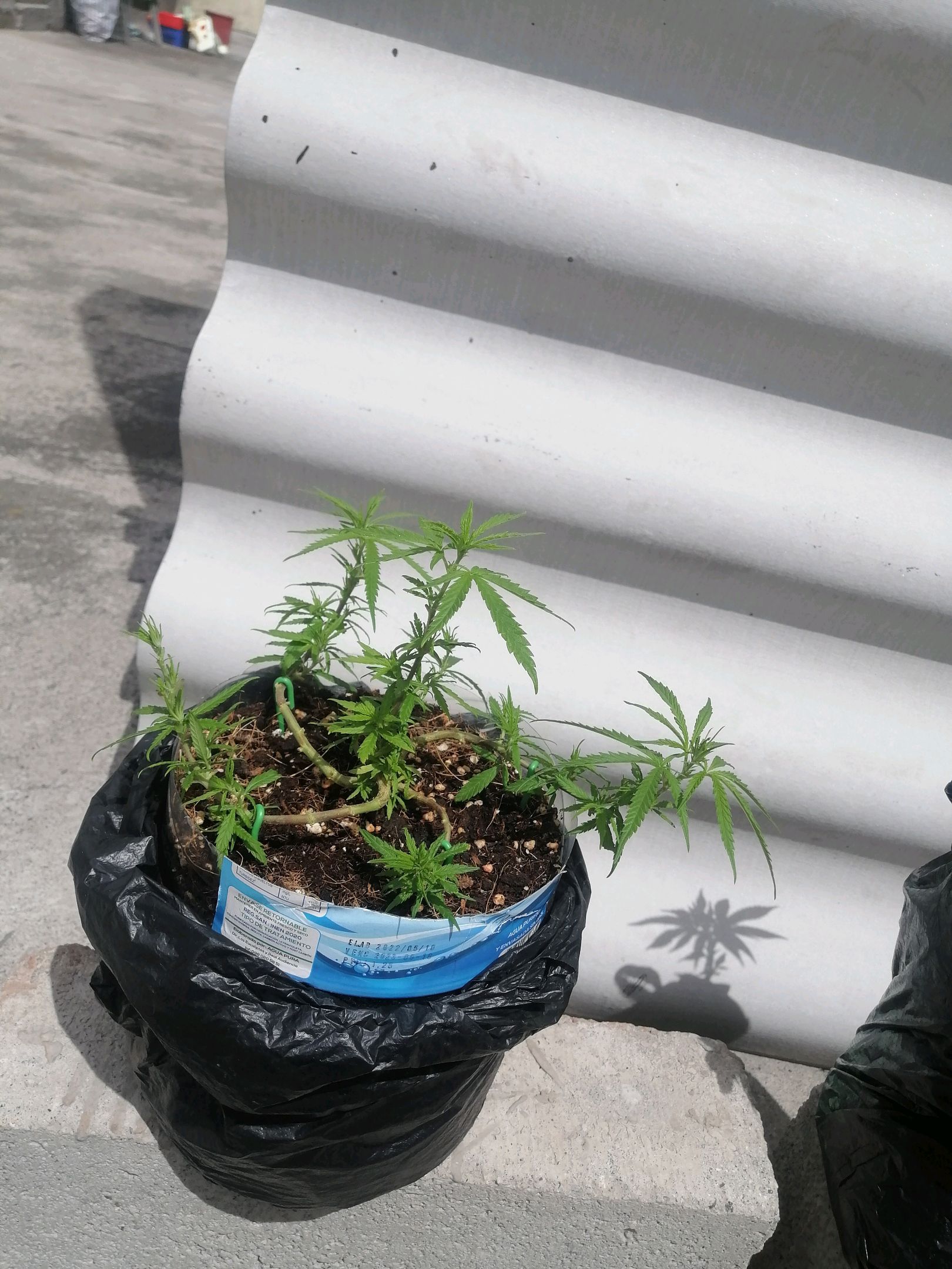 Mango Biche growlog photo 26