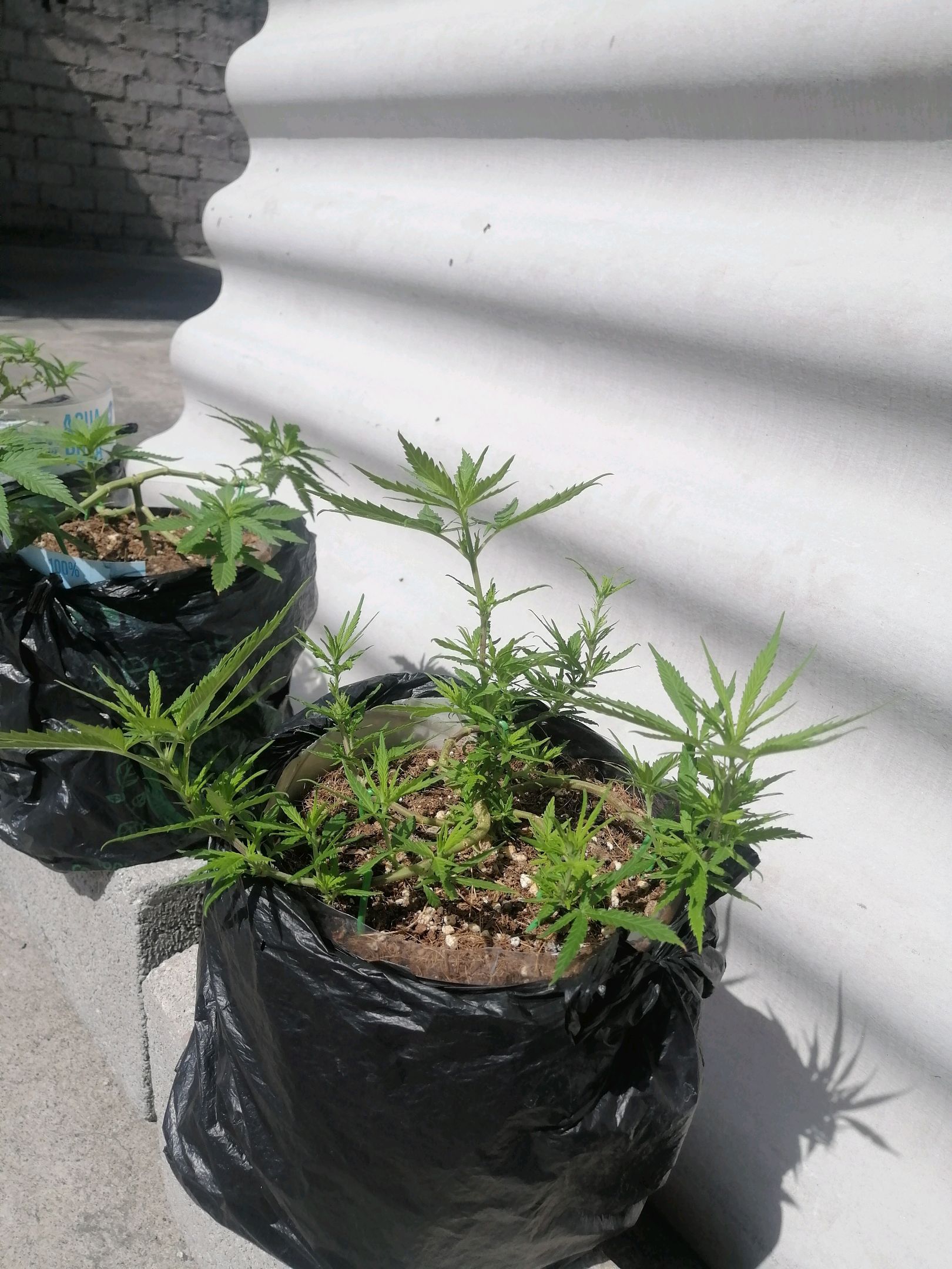 Mango Biche growlog photo 28