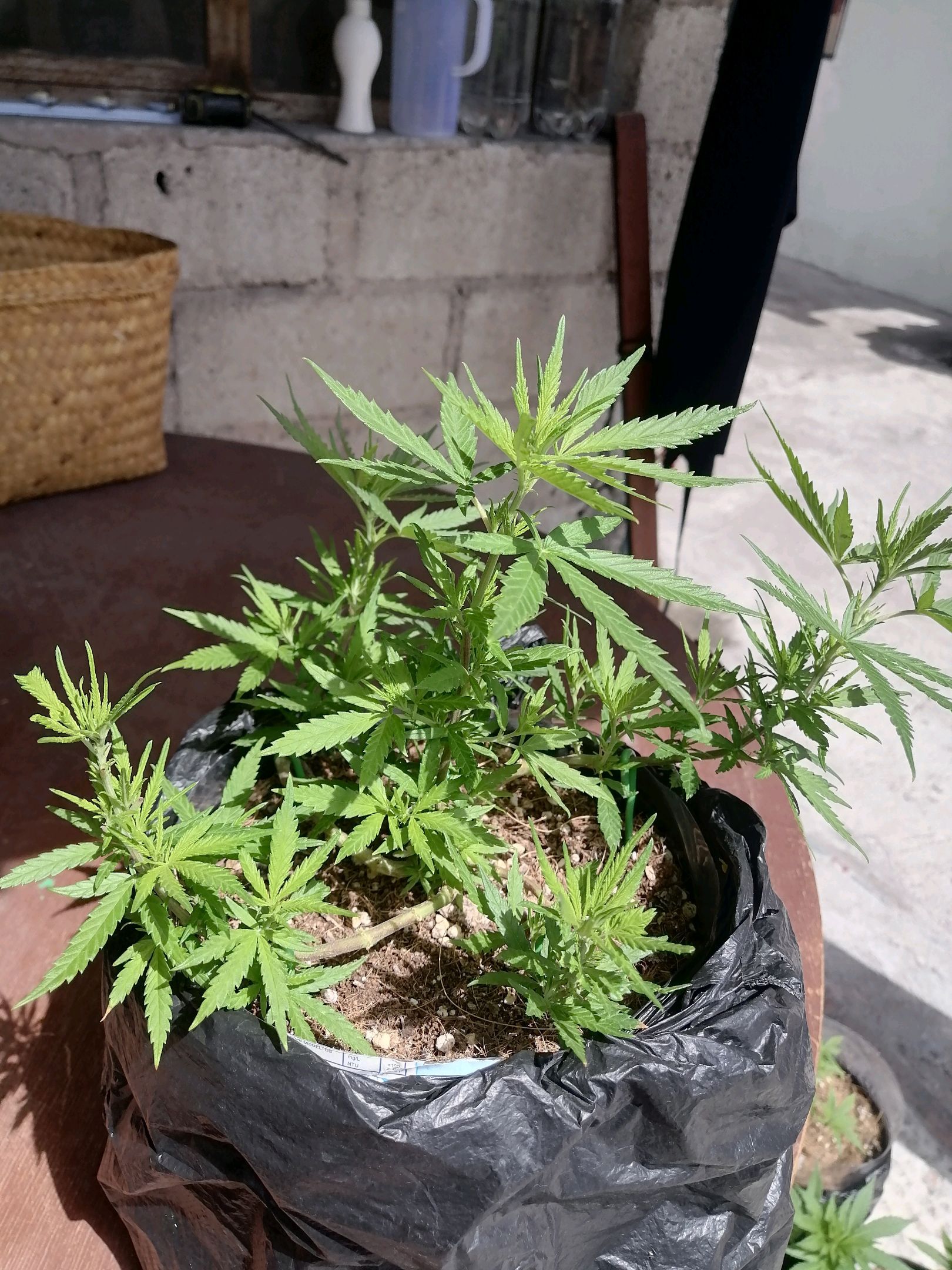 Mango Biche growlog photo 29