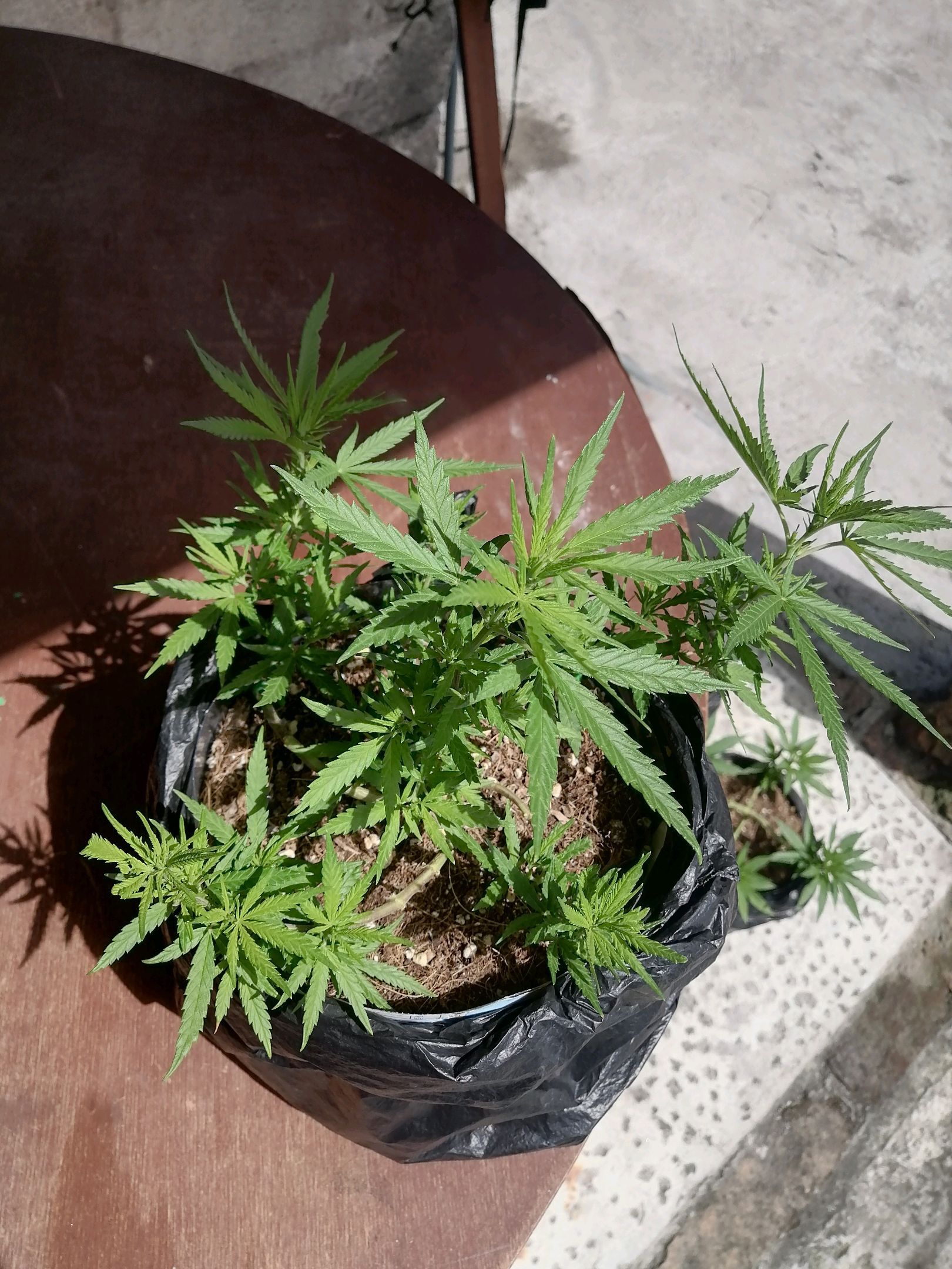 Mango Biche growlog photo 30