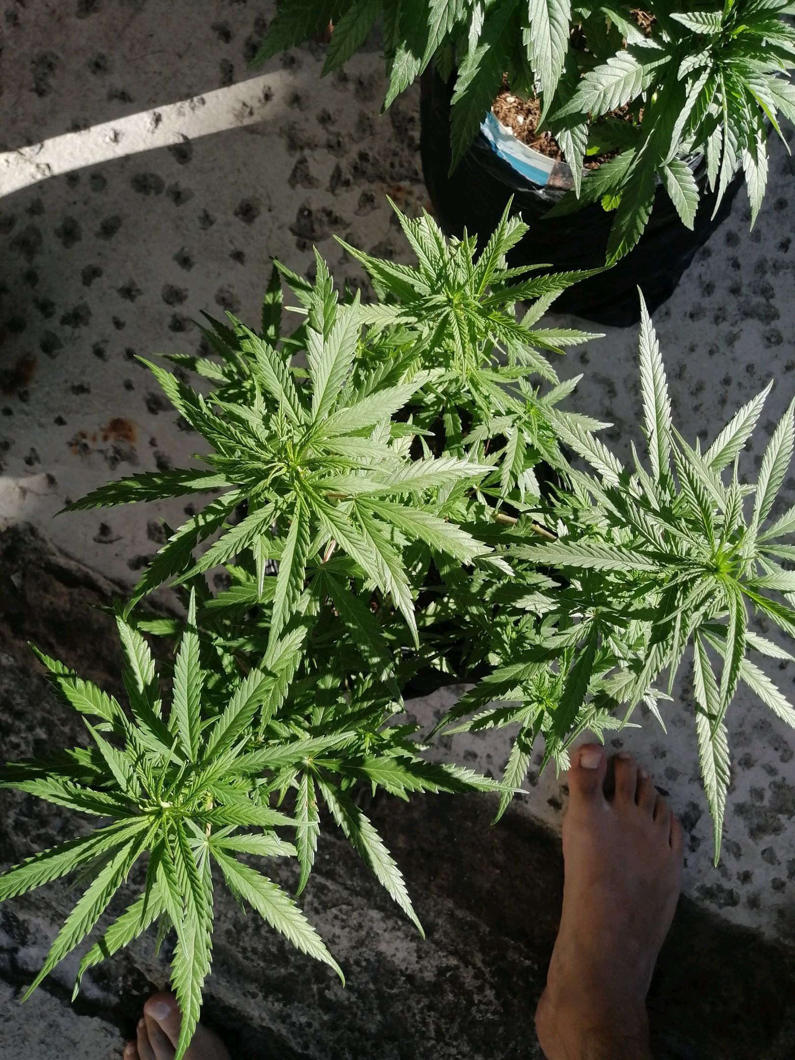 Mango Biche growlog photo 32