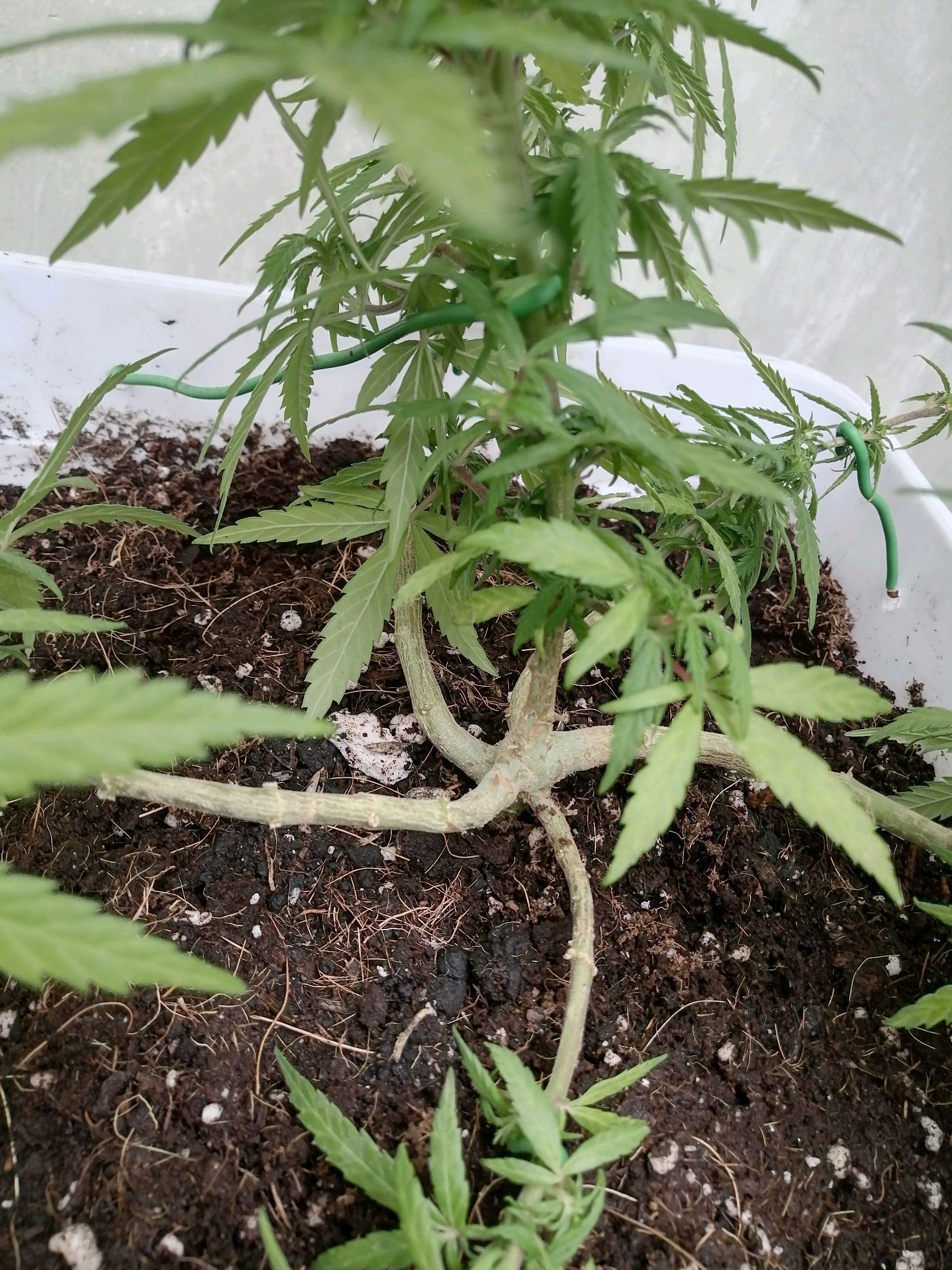 Mango Biche growlog photo 34