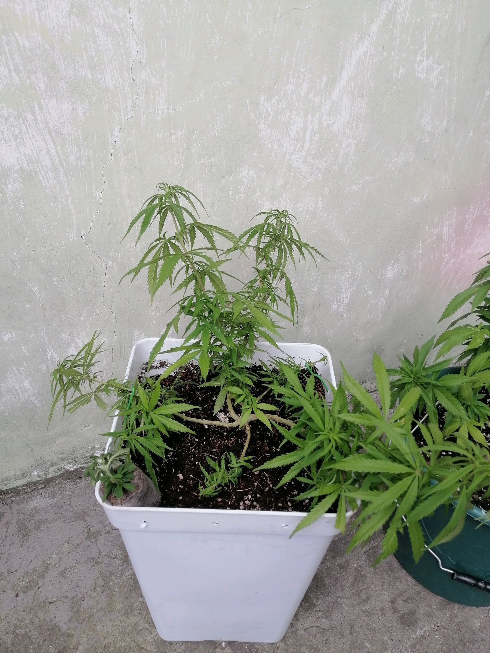 Mango Biche growlog photo 33