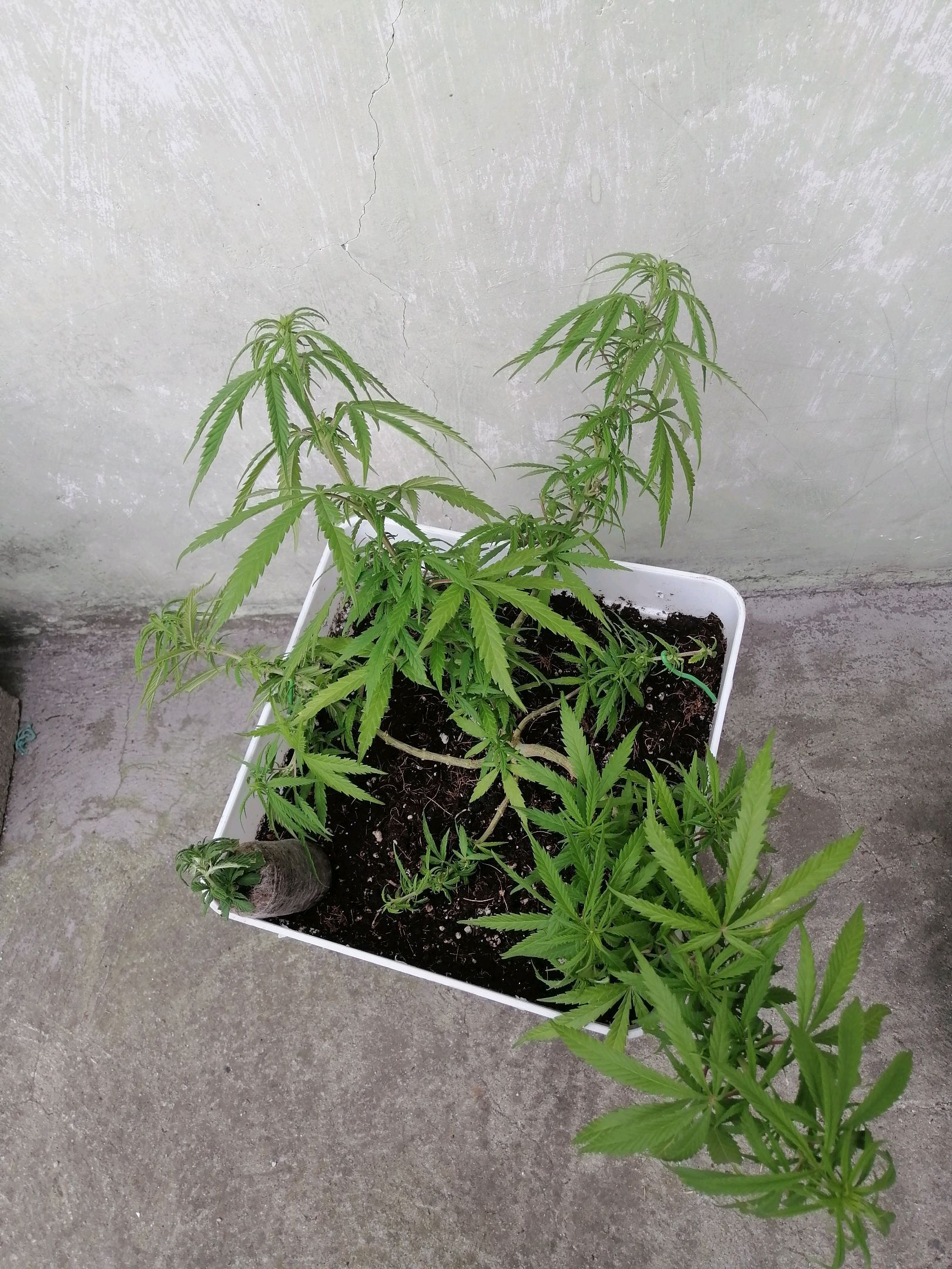 Mango Biche growlog photo 35