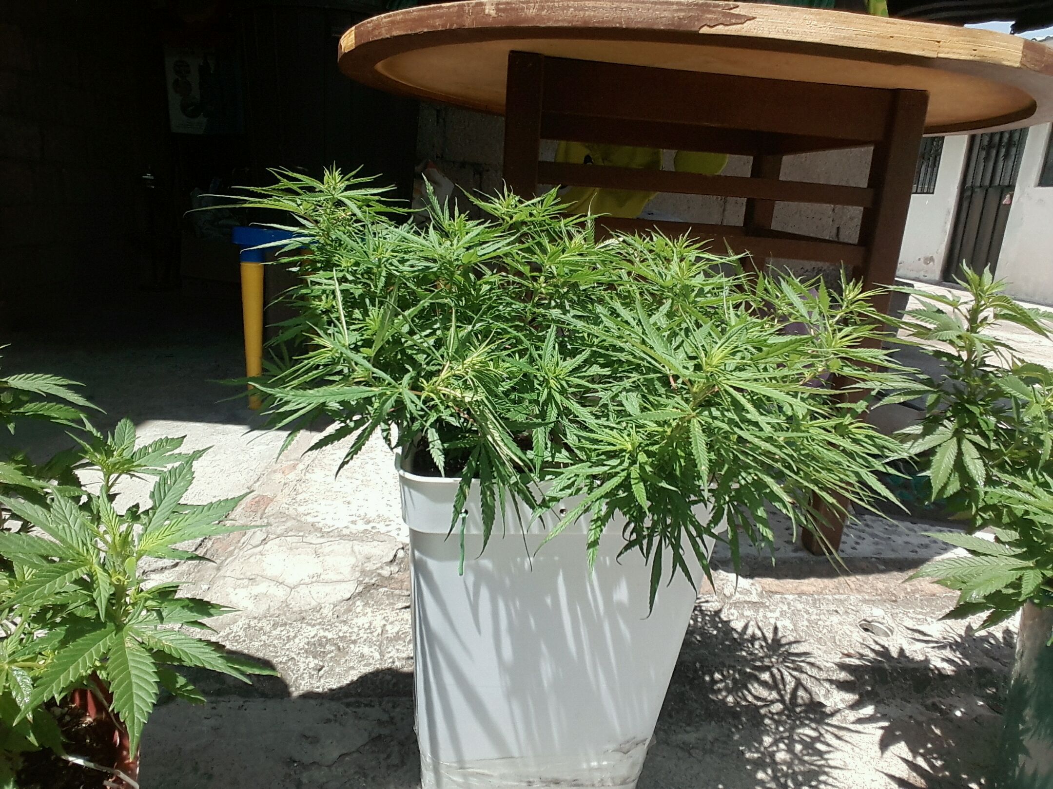Mango Biche growlog photo 36