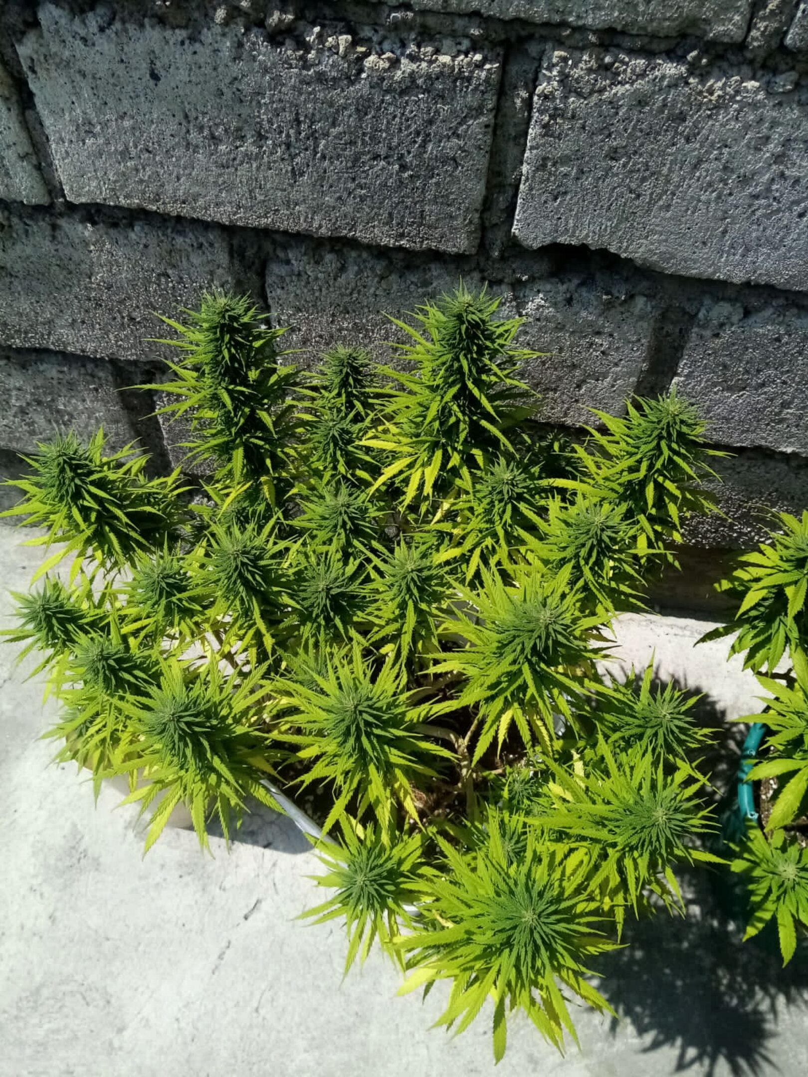 Mango Biche growlog photo 37