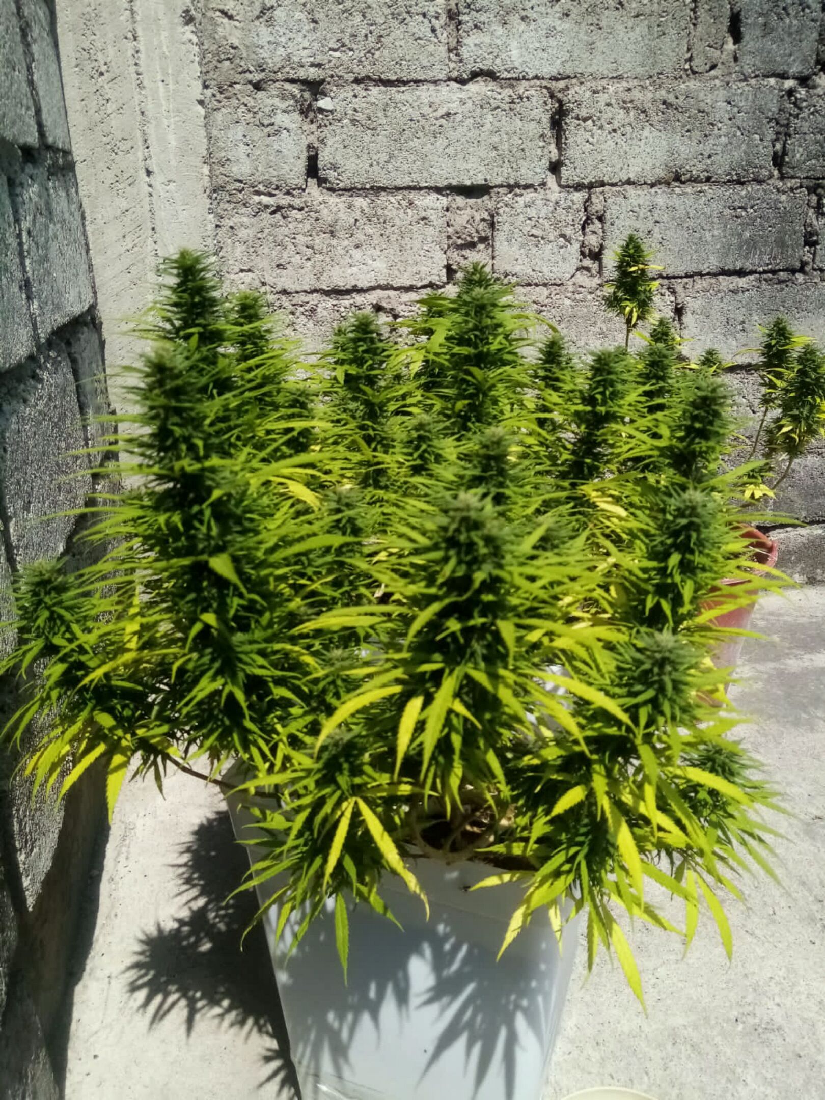 Mango Biche growlog photo 38