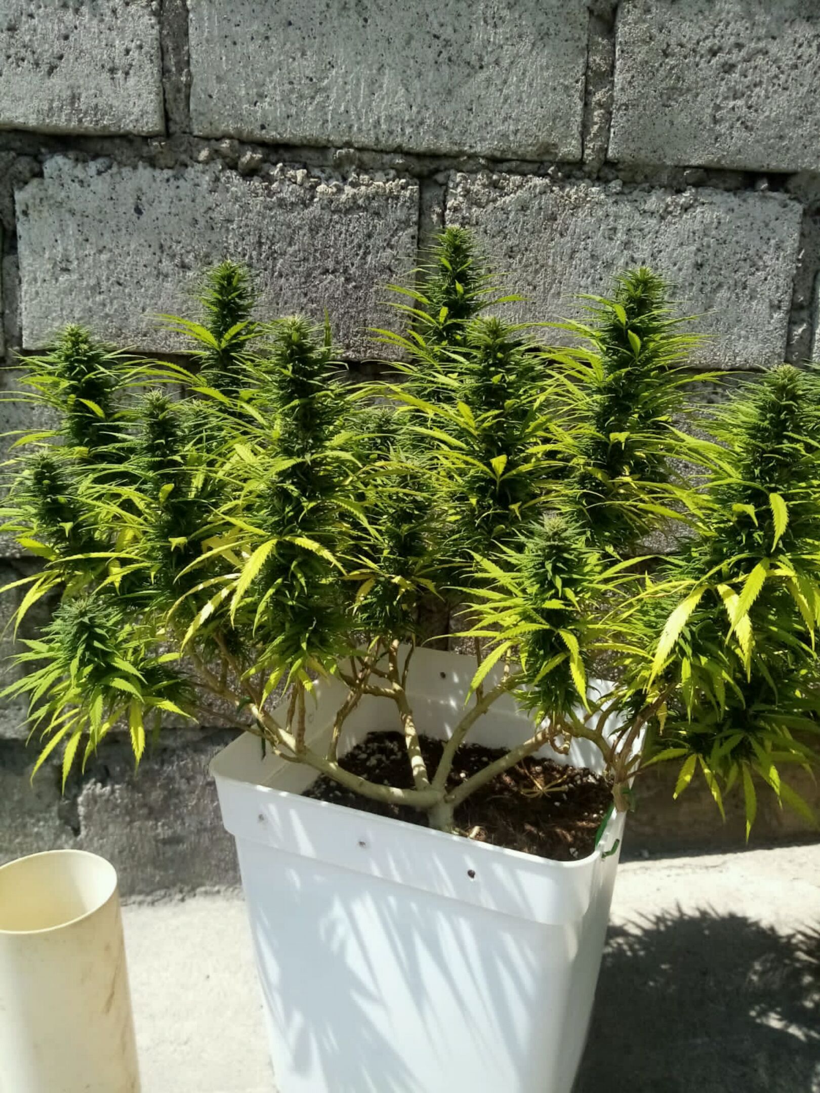 Mango Biche growlog photo 39
