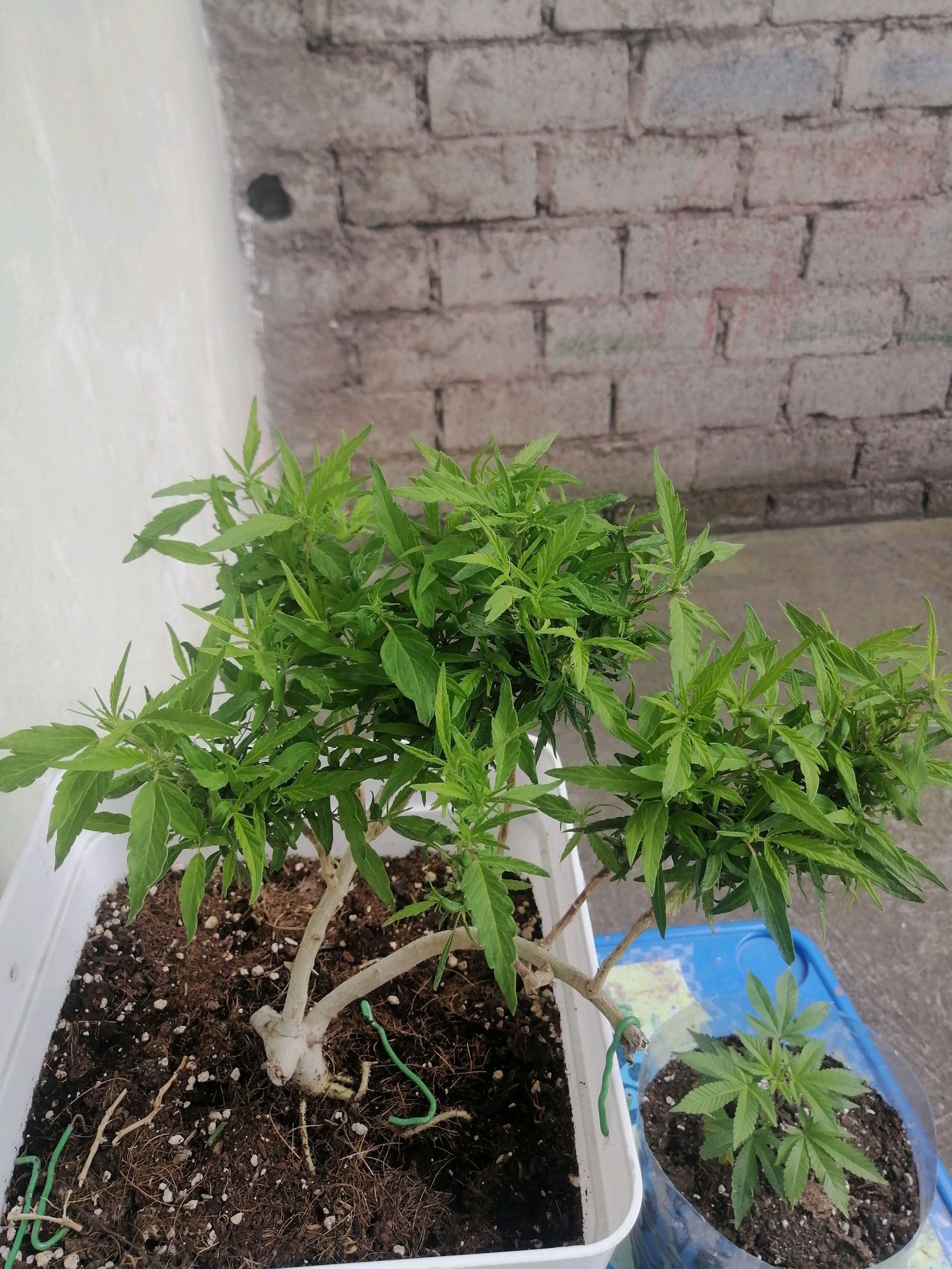 Mango Biche growlog photo 40