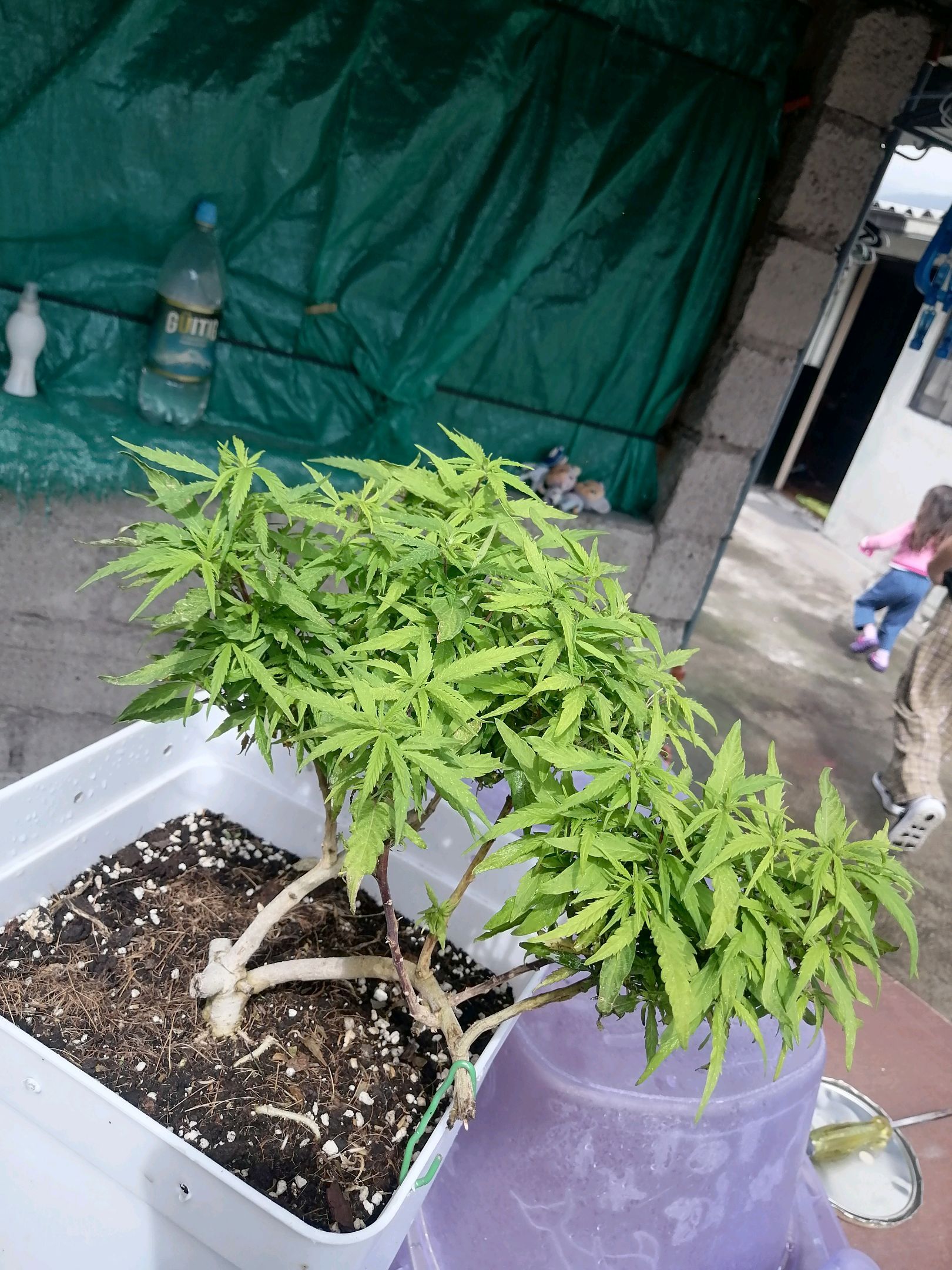 Mango Biche growlog photo 41