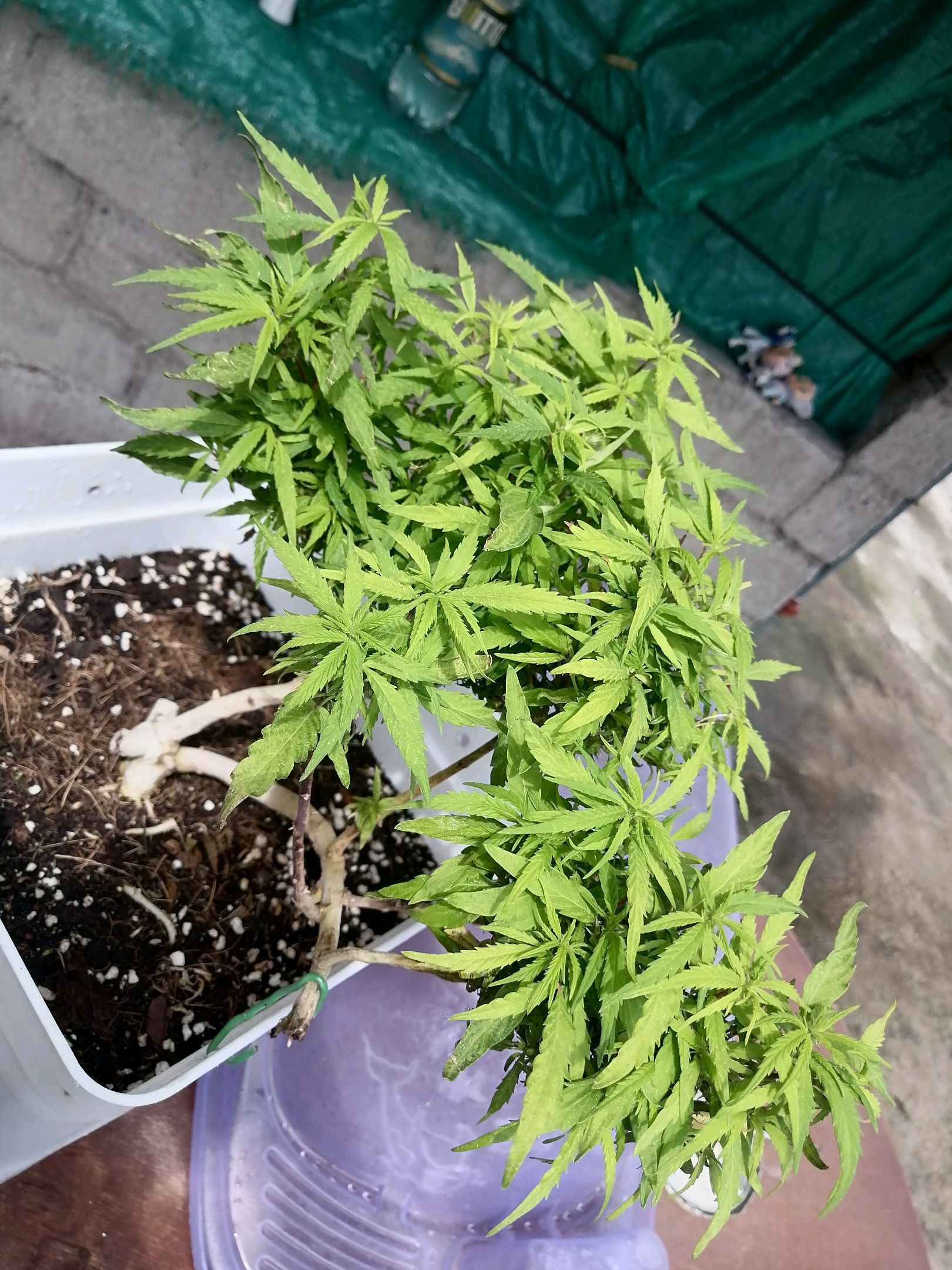 Mango Biche growlog photo 42