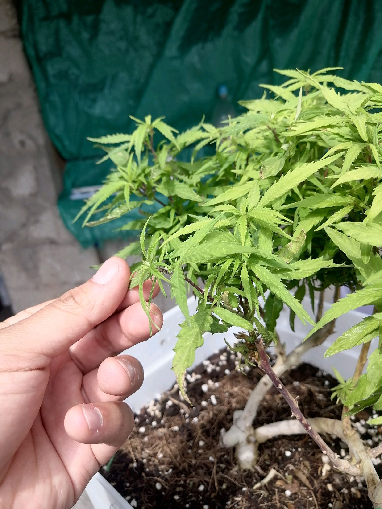 Mango Biche growlog photo 43