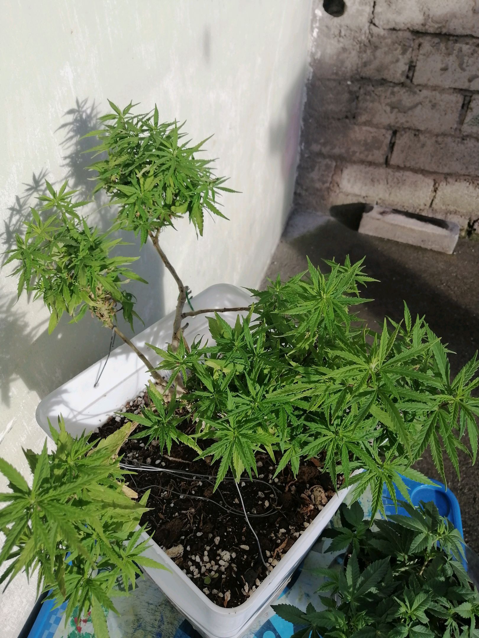 Mango Biche growlog photo 44