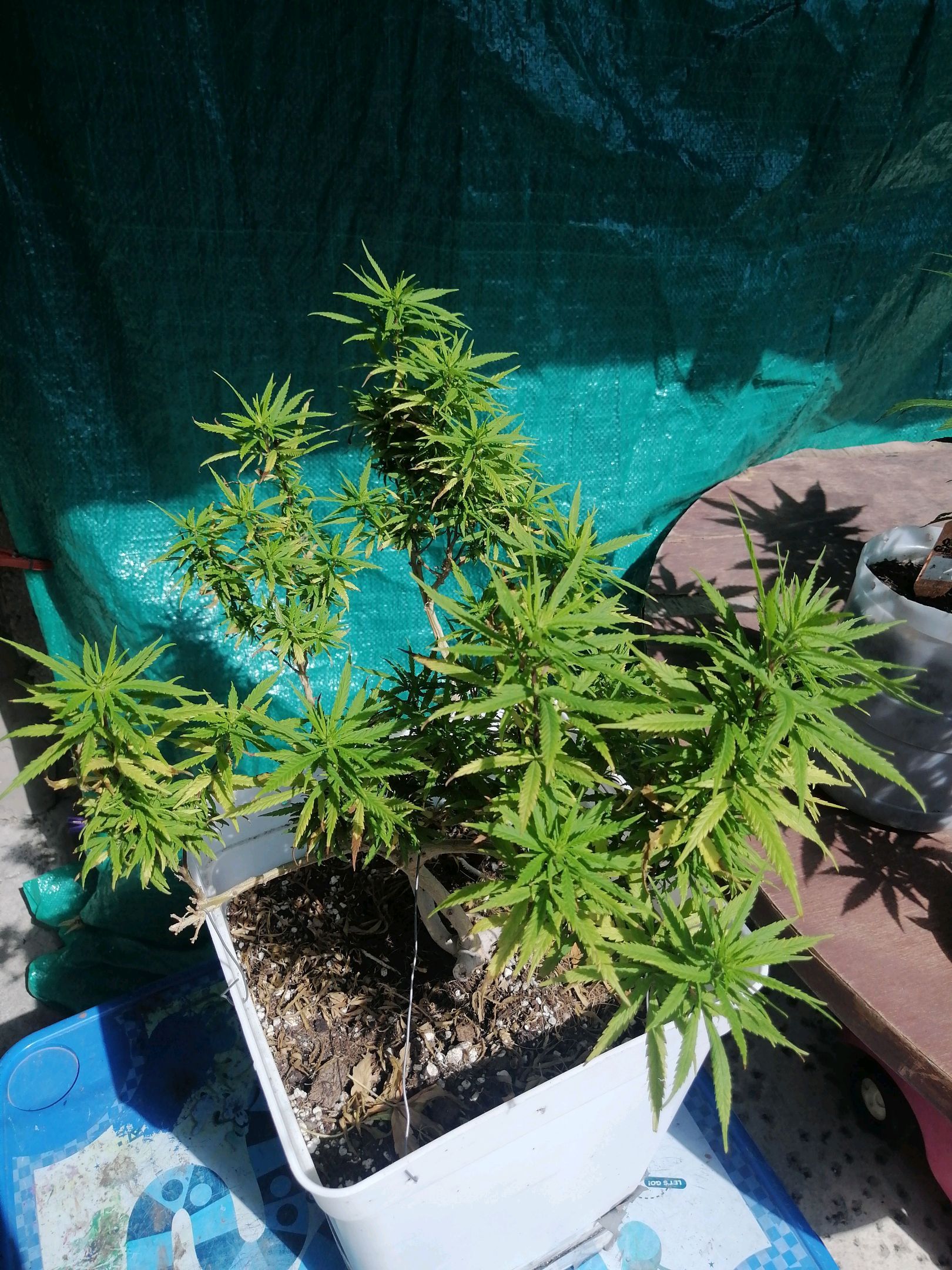 Mango Biche growlog photo 46